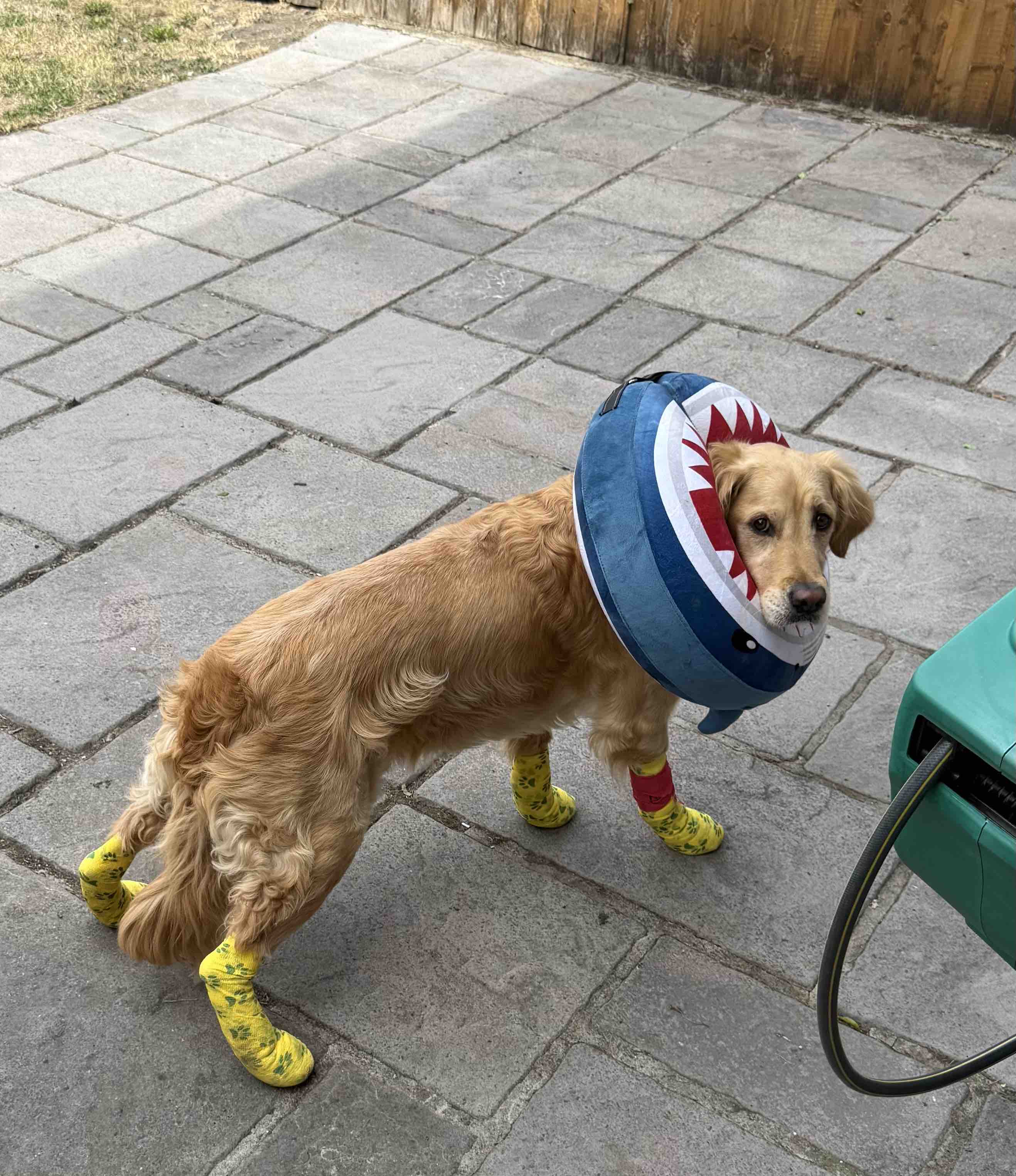 Support Jasper’s Recovery campaign photo, 7 of 10