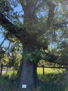 Save the 250-Year-Old Heritage Black Oak on Bones Rd campaign photo, 2 of 4