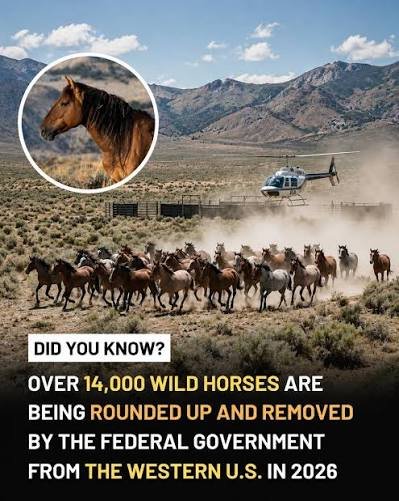 Help Range to Refuge Save Wild Mustangs campaign photo, 7 of 8