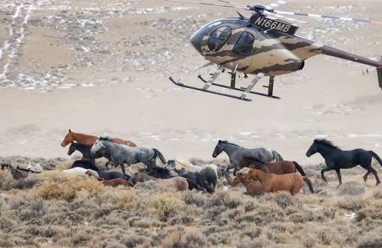 Help Range to Refuge Save Wild Mustangs campaign photo, 4 of 8