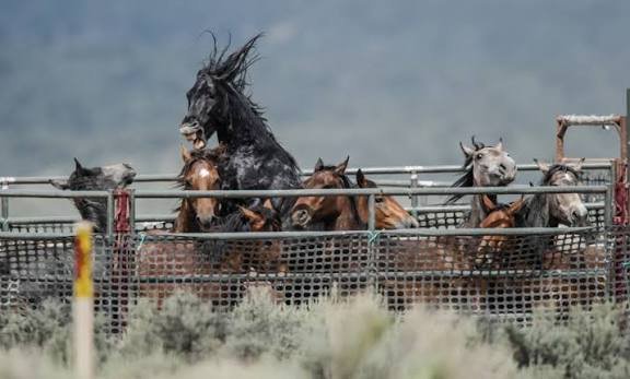 Help Range to Refuge Save Wild Mustangs campaign photo, 2 of 8