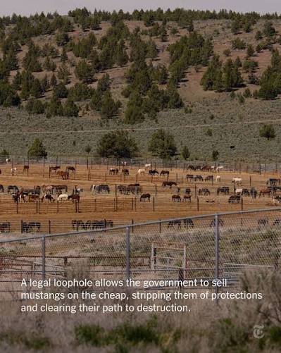 Help Range to Refuge Save Wild Mustangs campaign photo, 5 of 8