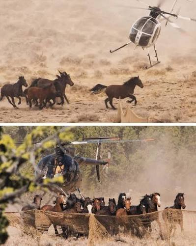 Help Range to Refuge Save Wild Mustangs campaign photo, 6 of 8