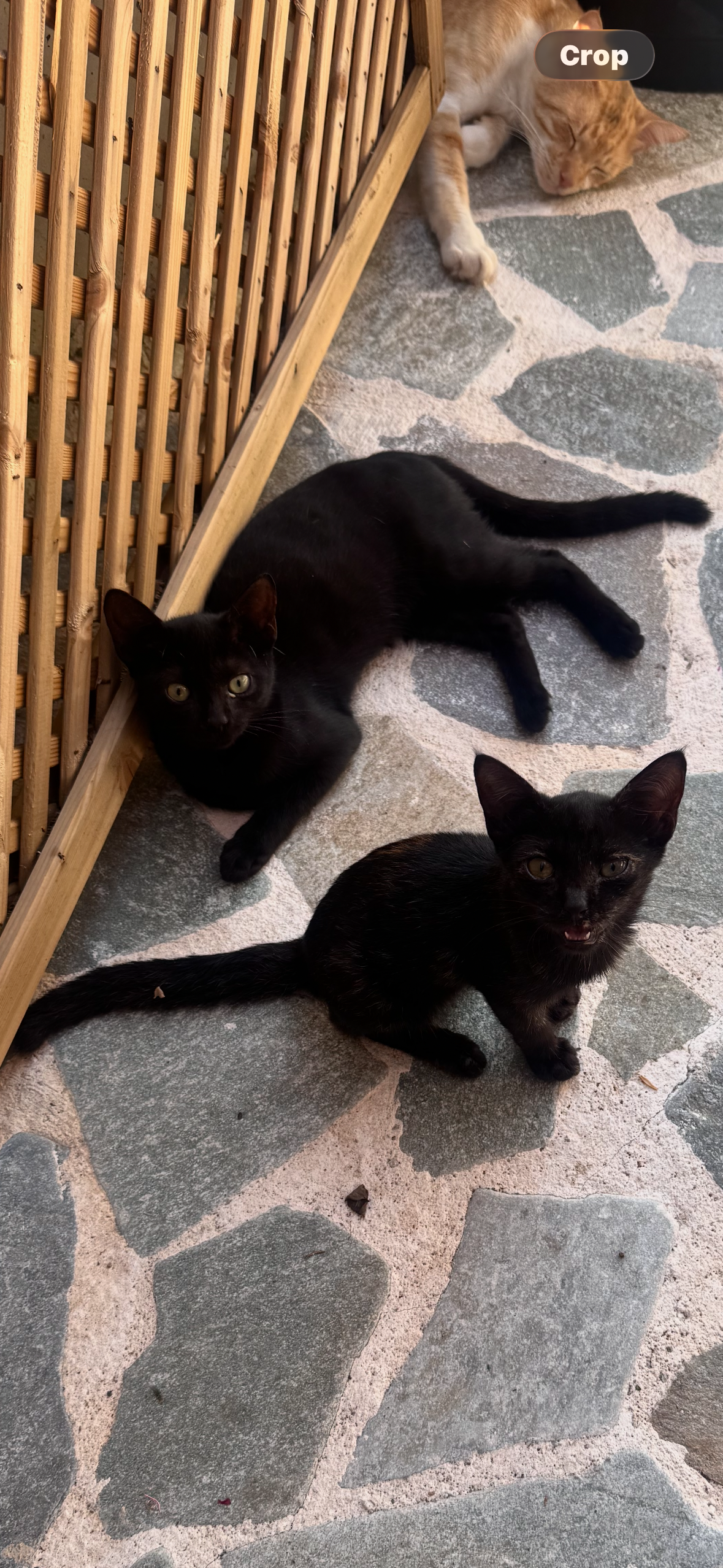 3 Abandoned Corfu Kittens Need Urgent Help campaign photo, 7 of 8