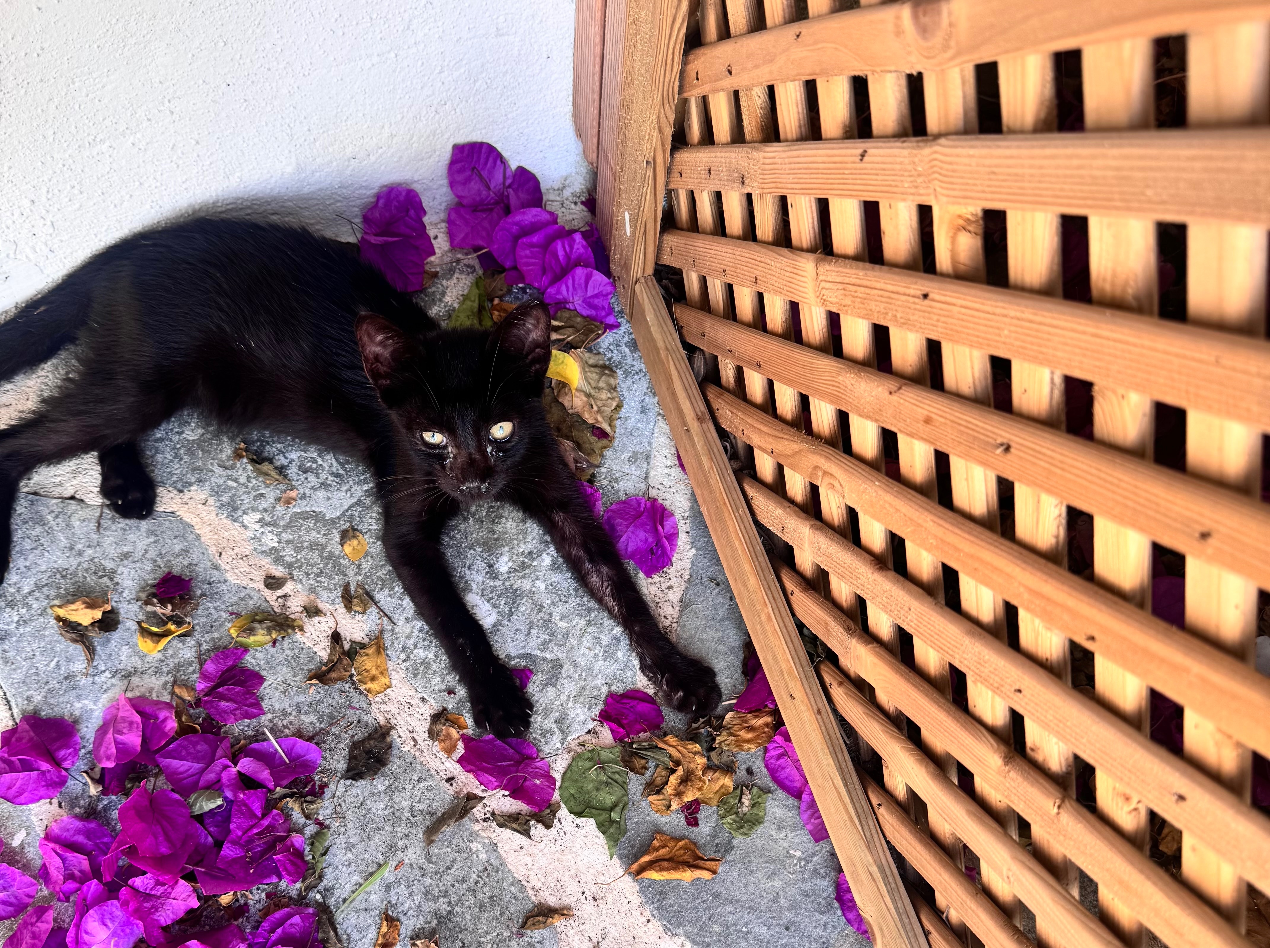 3 Abandoned Corfu Kittens Need Urgent Help campaign photo, 2 of 8