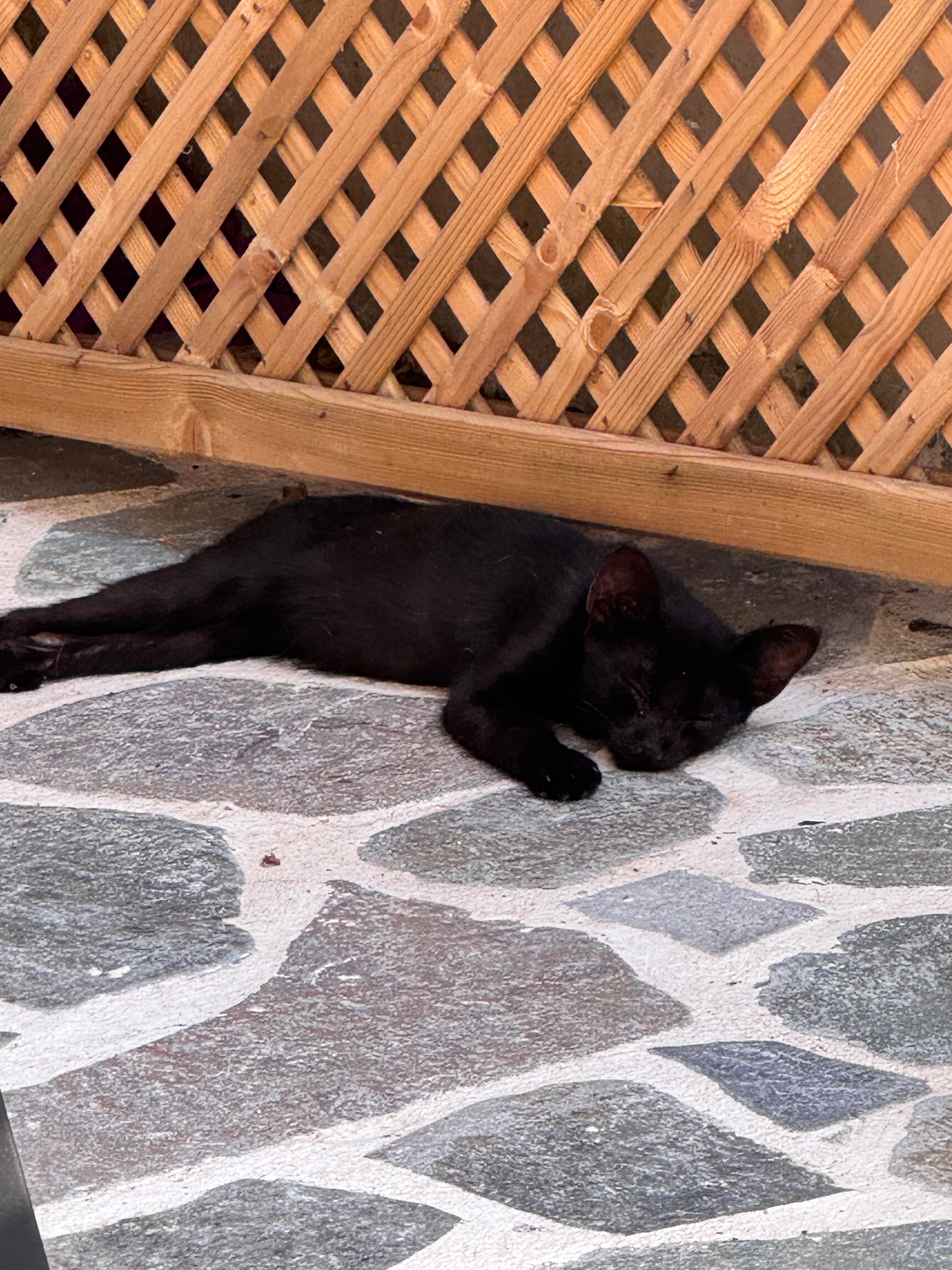 3 Abandoned Corfu Kittens Need Urgent Help campaign photo, 4 of 8