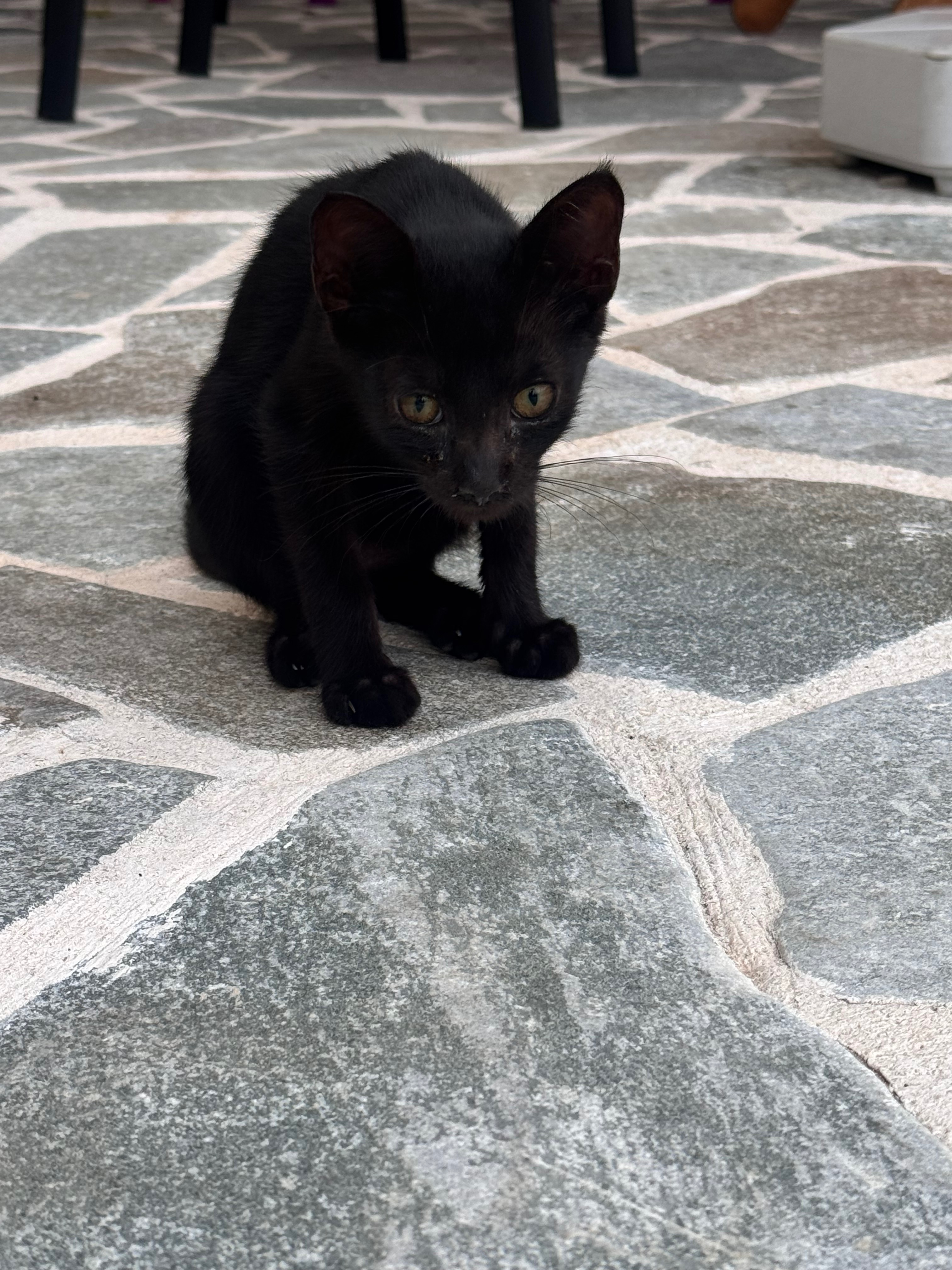 3 Abandoned Corfu Kittens Need Urgent Help campaign photo, 5 of 8