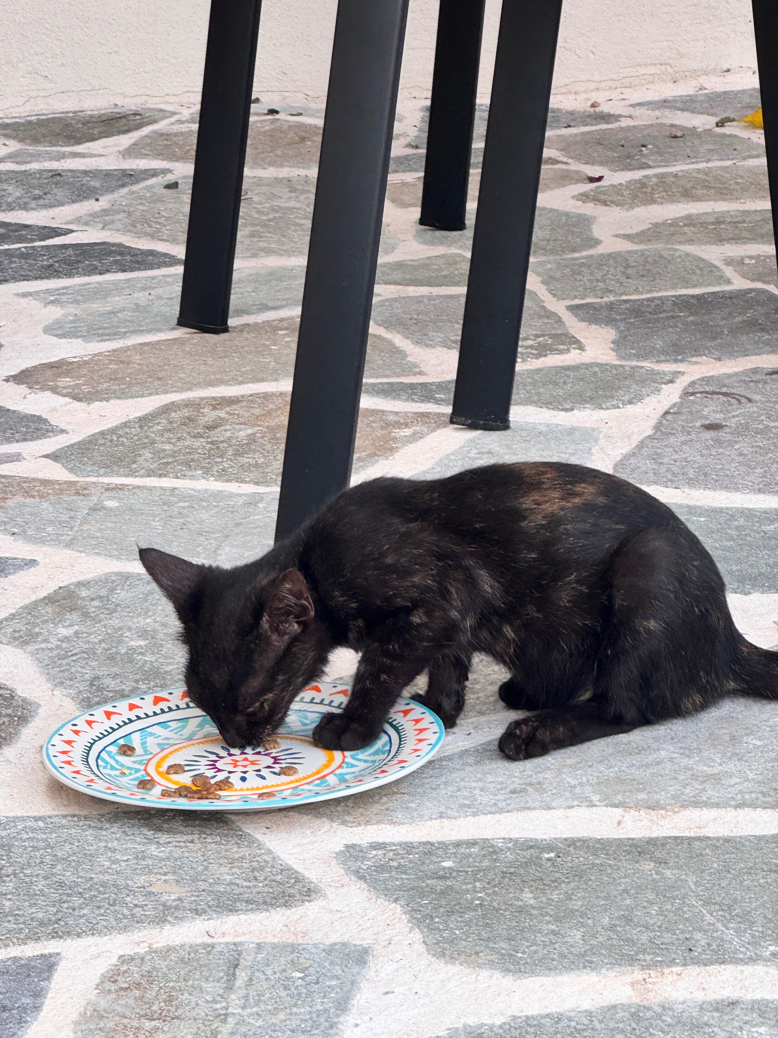 3 Abandoned Corfu Kittens Need Urgent Help campaign photo, 6 of 8