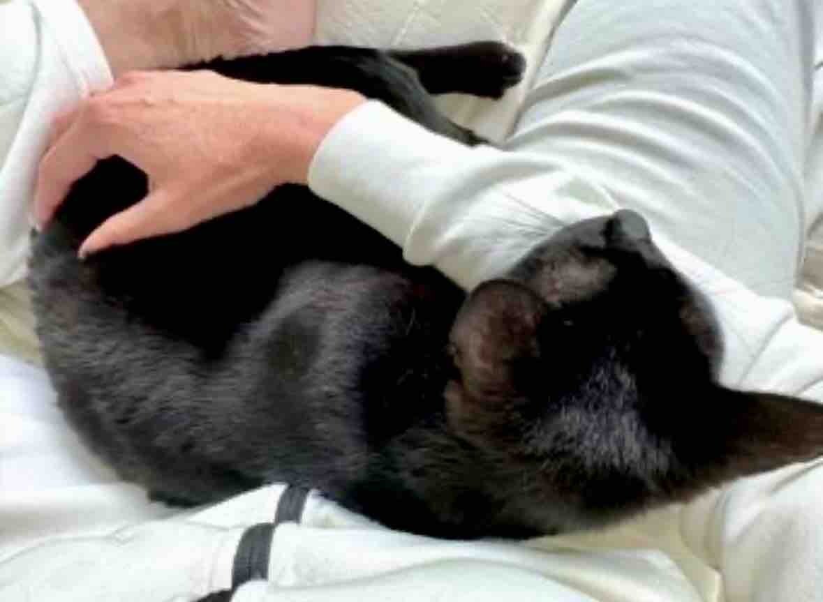 Urgent Call for Help — An Unexpected Matter of Life & Death campaign photo, 6 of 13