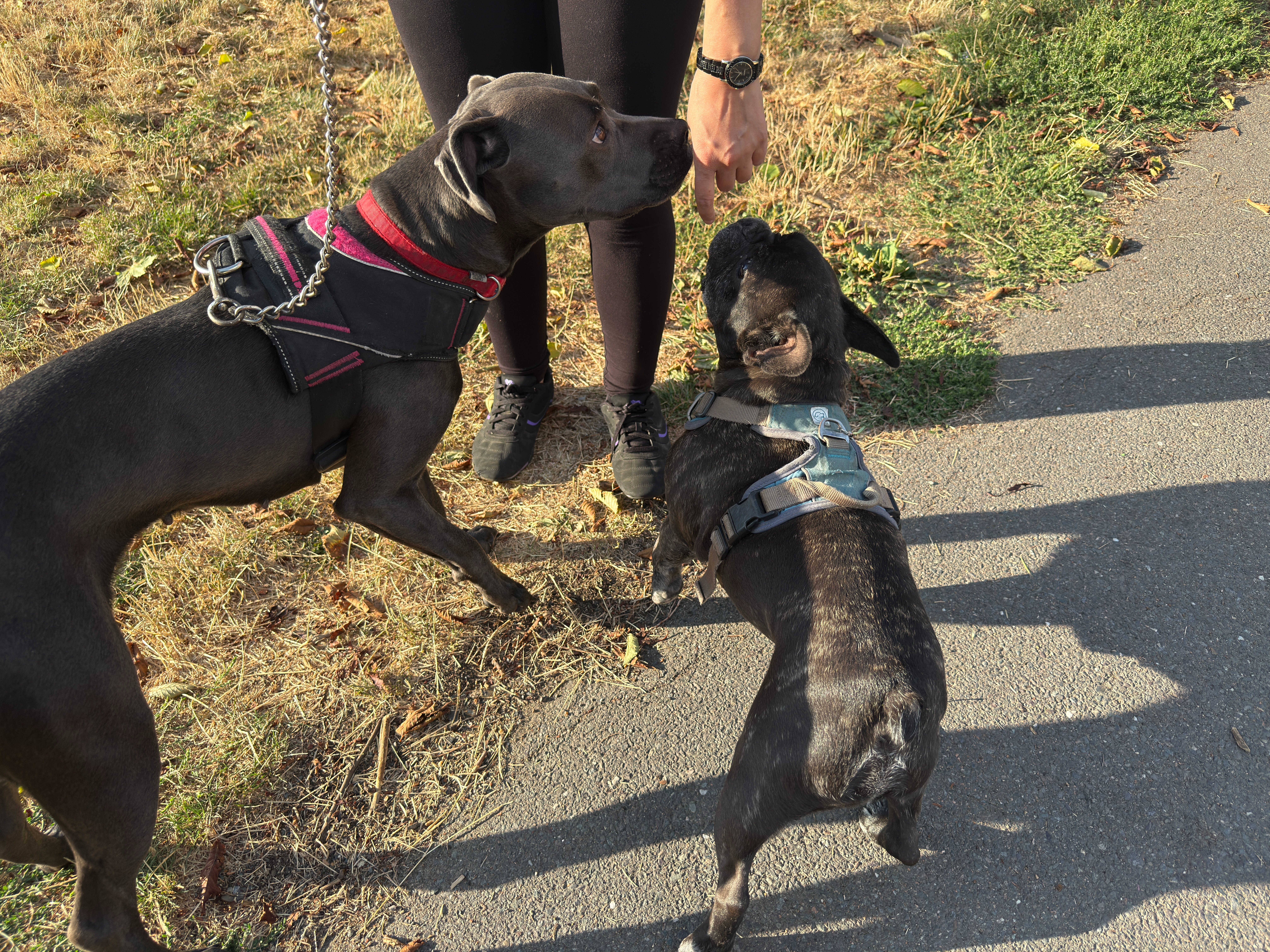 Blue's Foster Care campaign photo, 2 of 4
