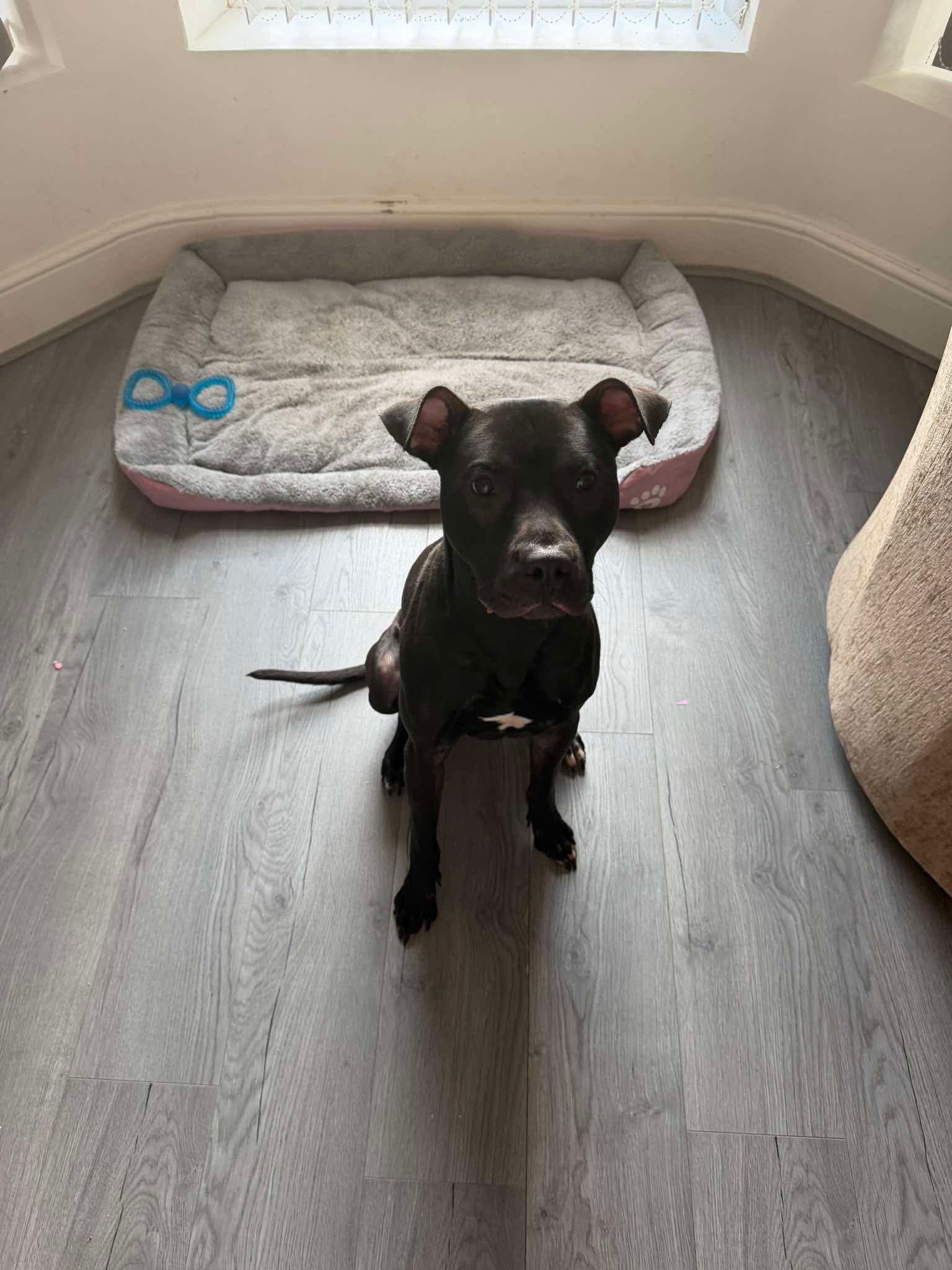 Dexter’s Neuter & Transport Funds campaign photo, 4 of 8