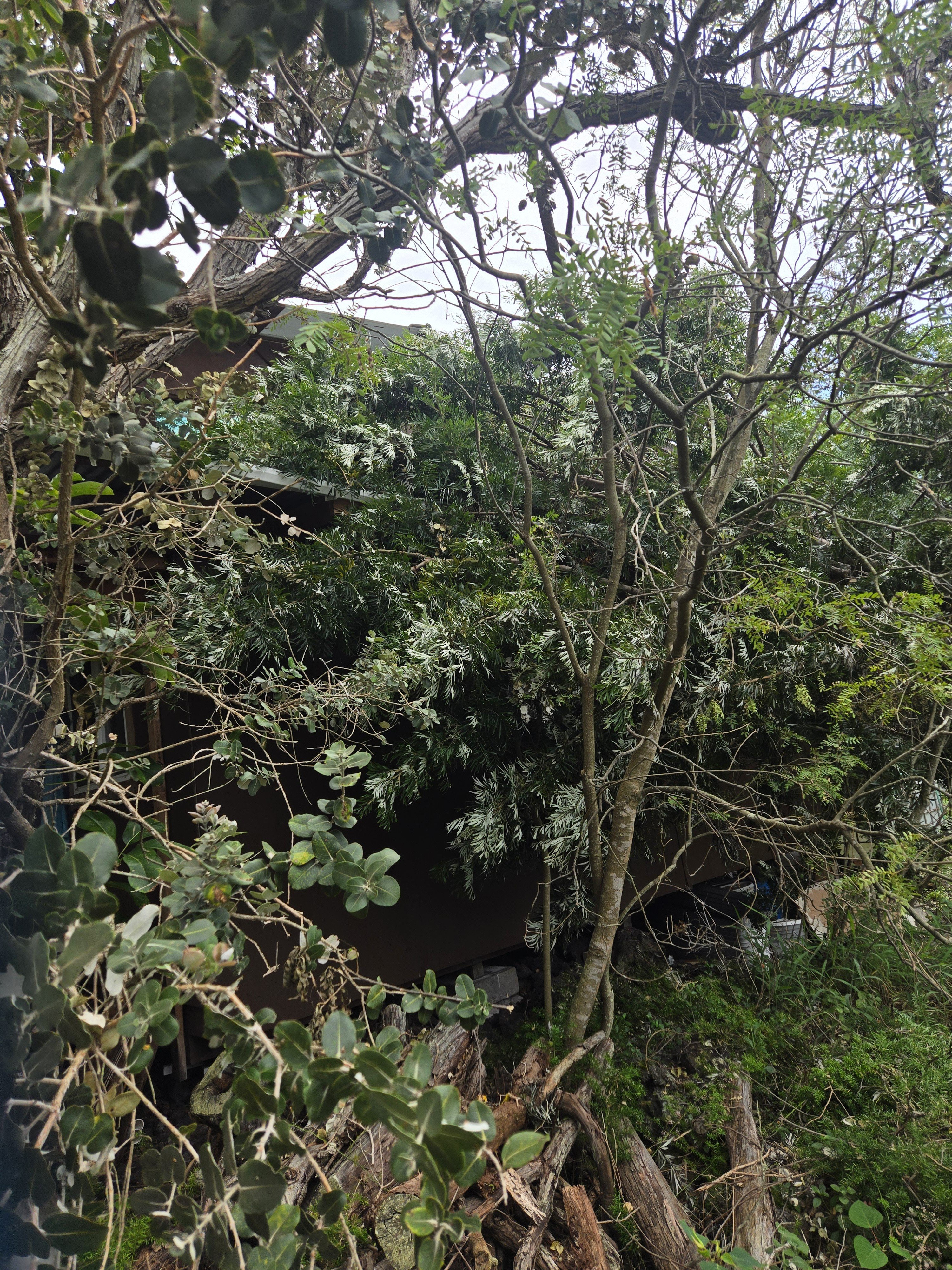 Urgent need to repair kauhale damaged by Hurricane Lala campaign photo, 5 of 7