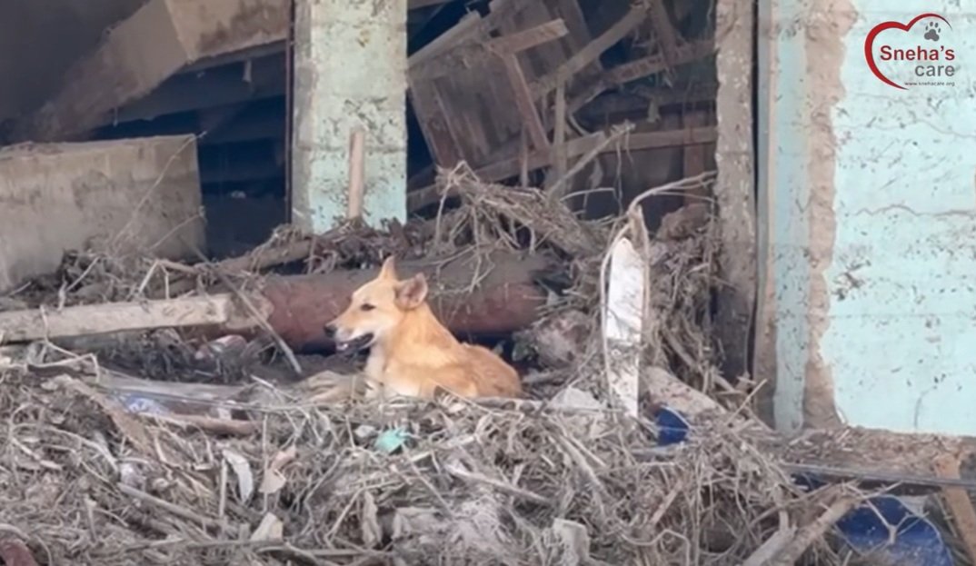 Sneha's Care - Urgent Help for Animals in Nepal's Floods campaign photo, 5 of 8