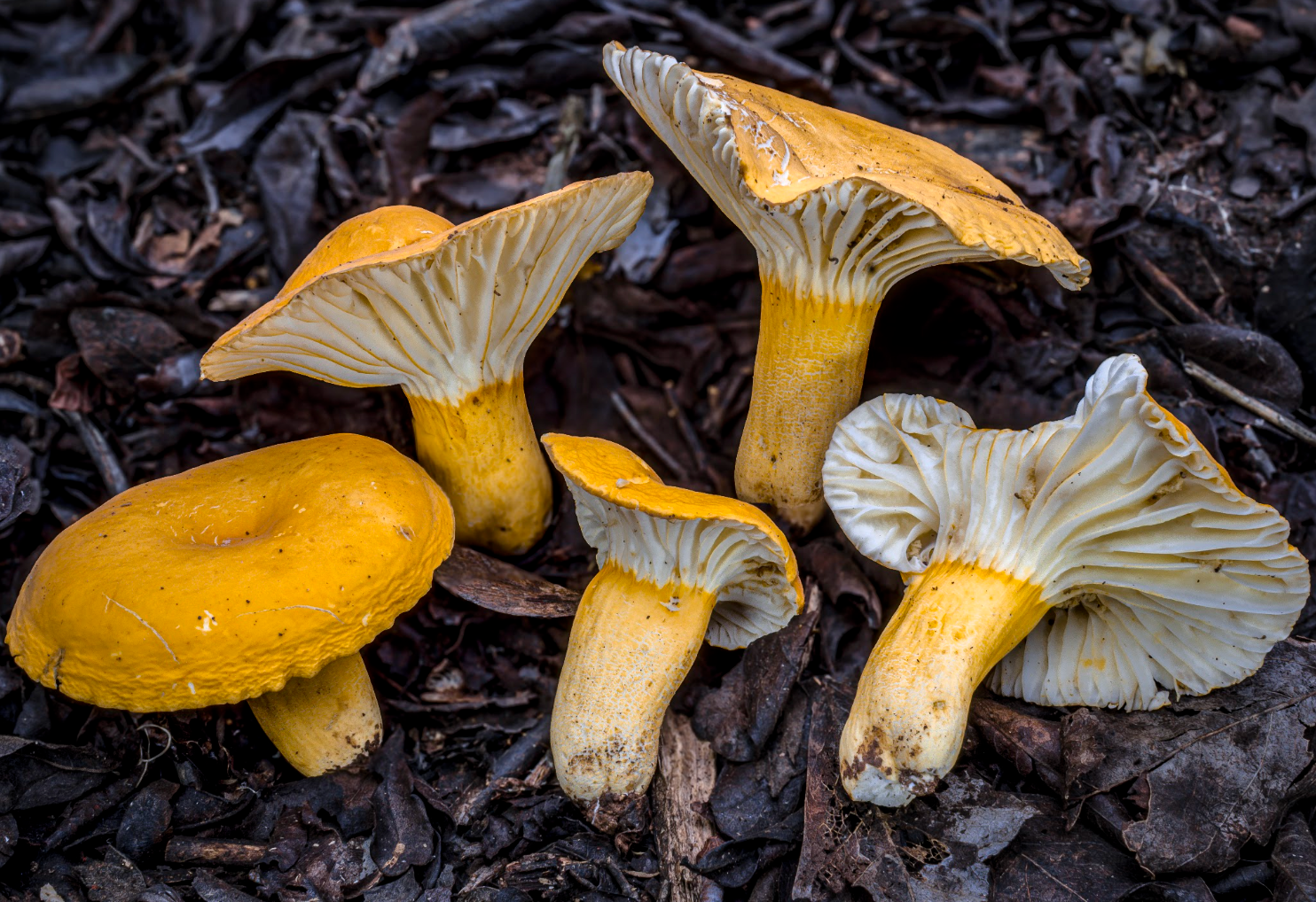 Help Preserve The Wild Mushrooms of Chiapas, Mexico campaign photo, 2 of 4