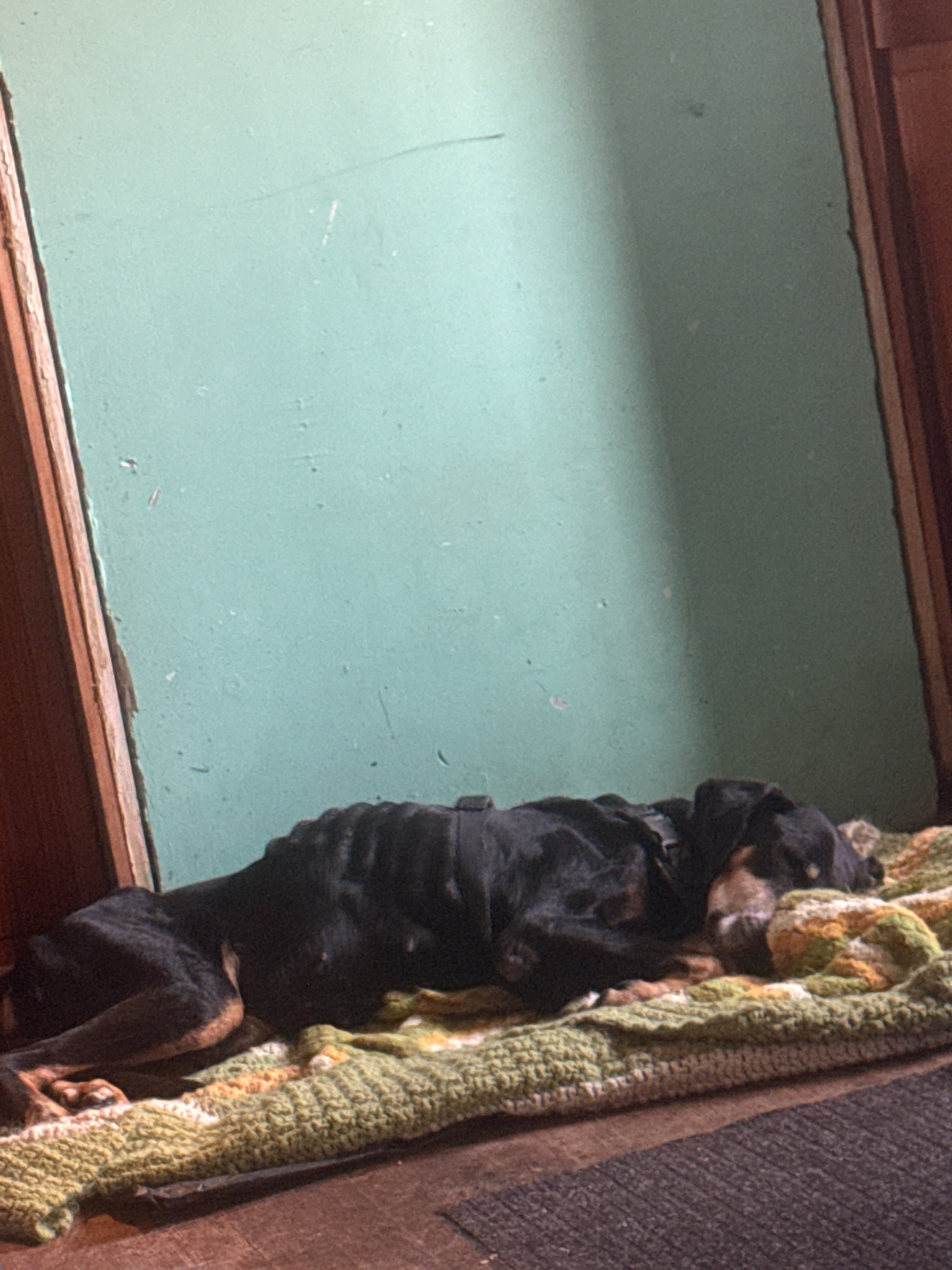 Help Maggie Get Urgent Vet Care campaign photo, 5 of 6