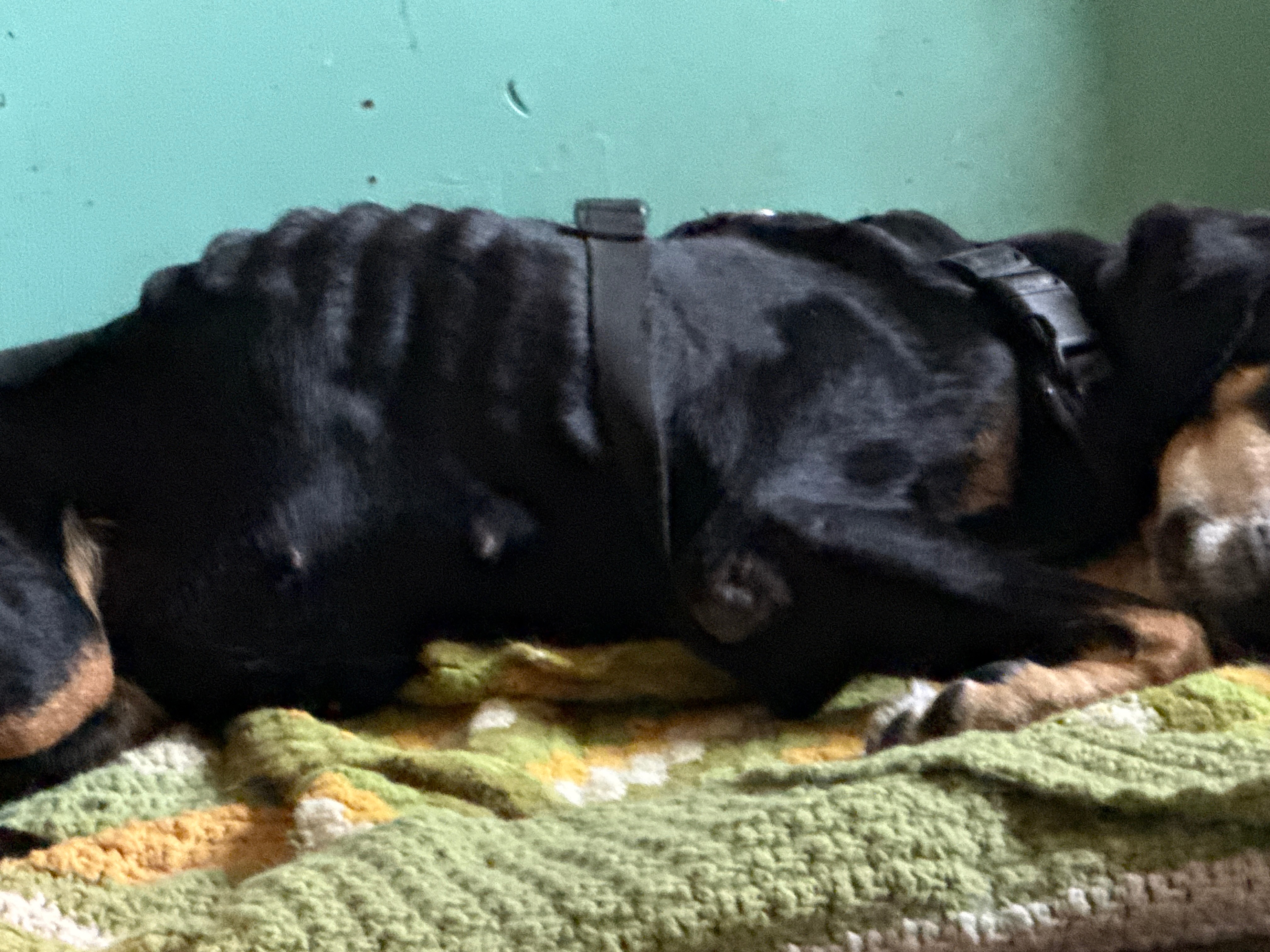 Help Maggie Get Urgent Vet Care campaign photo, 2 of 6