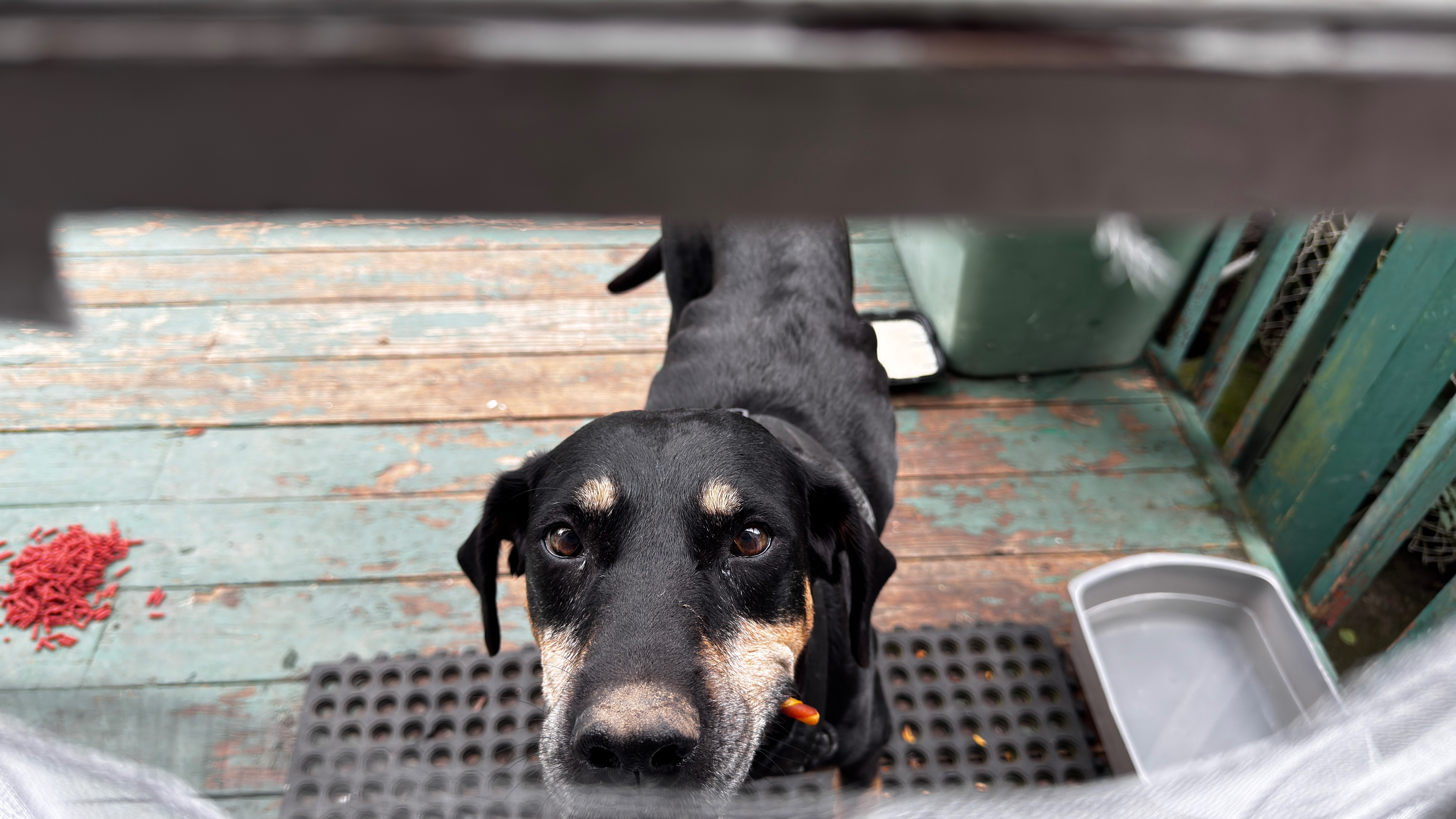 Help Maggie Get Urgent Vet Care campaign photo, 4 of 6
