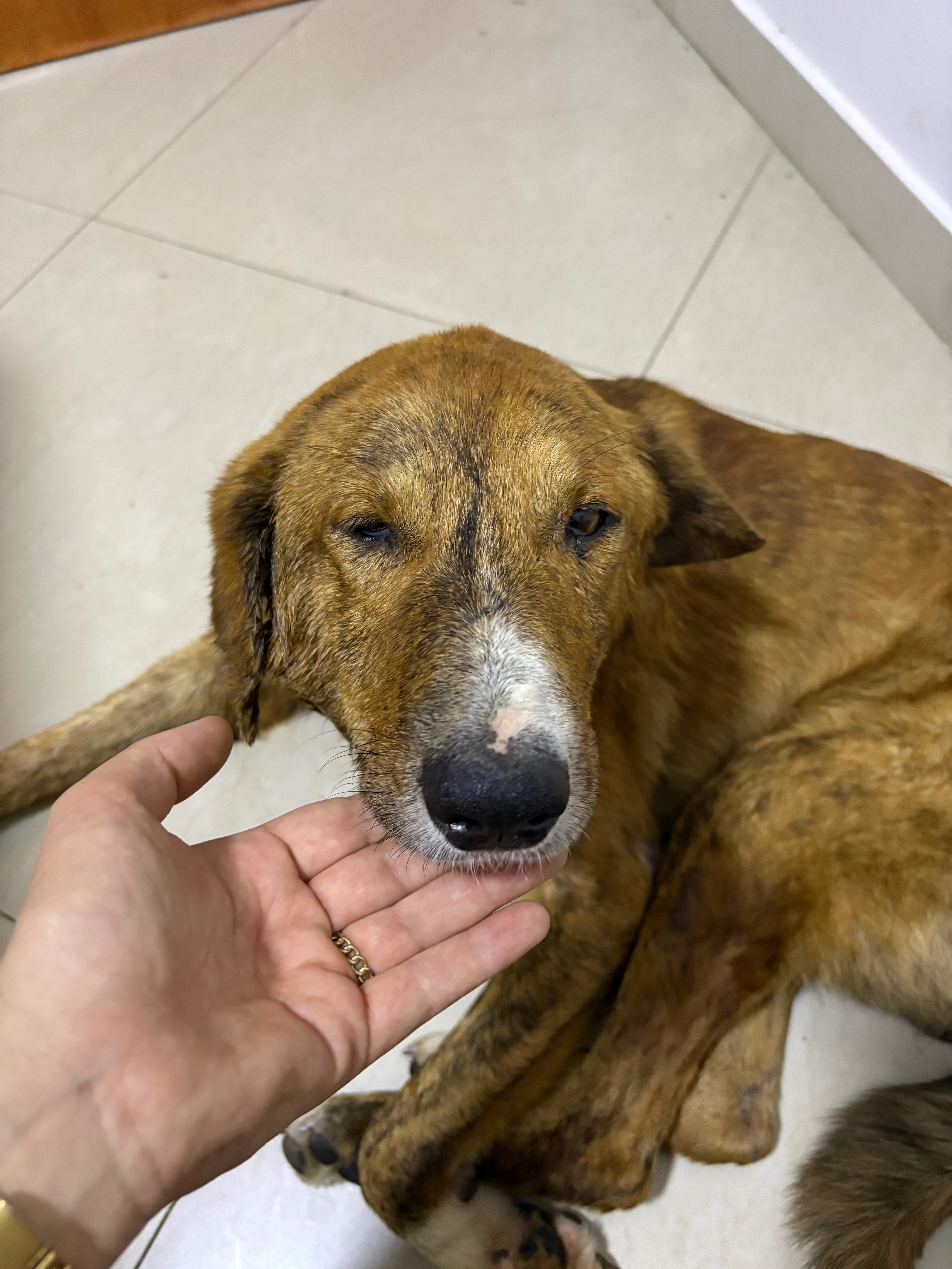 Kampagnen-Foto für Zwei Hunde kämpfen ums Leben – helft uns, sie zu retten!, 7 von 8