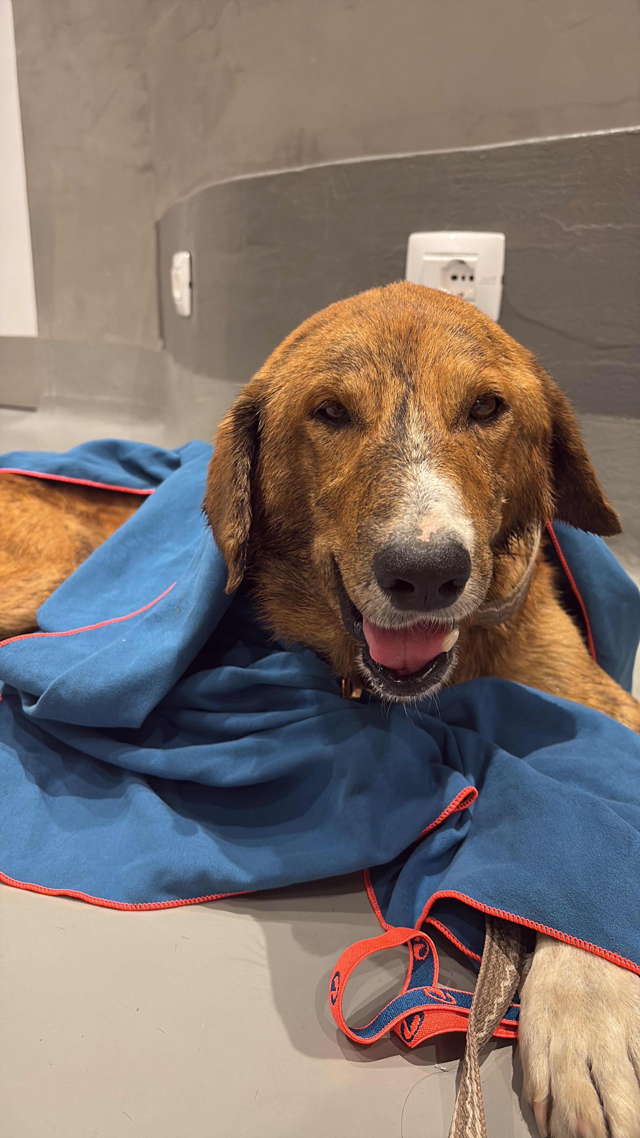 Kampagnen-Foto für Zwei Hunde kämpfen ums Leben – helft uns, sie zu retten!, 2 von 8