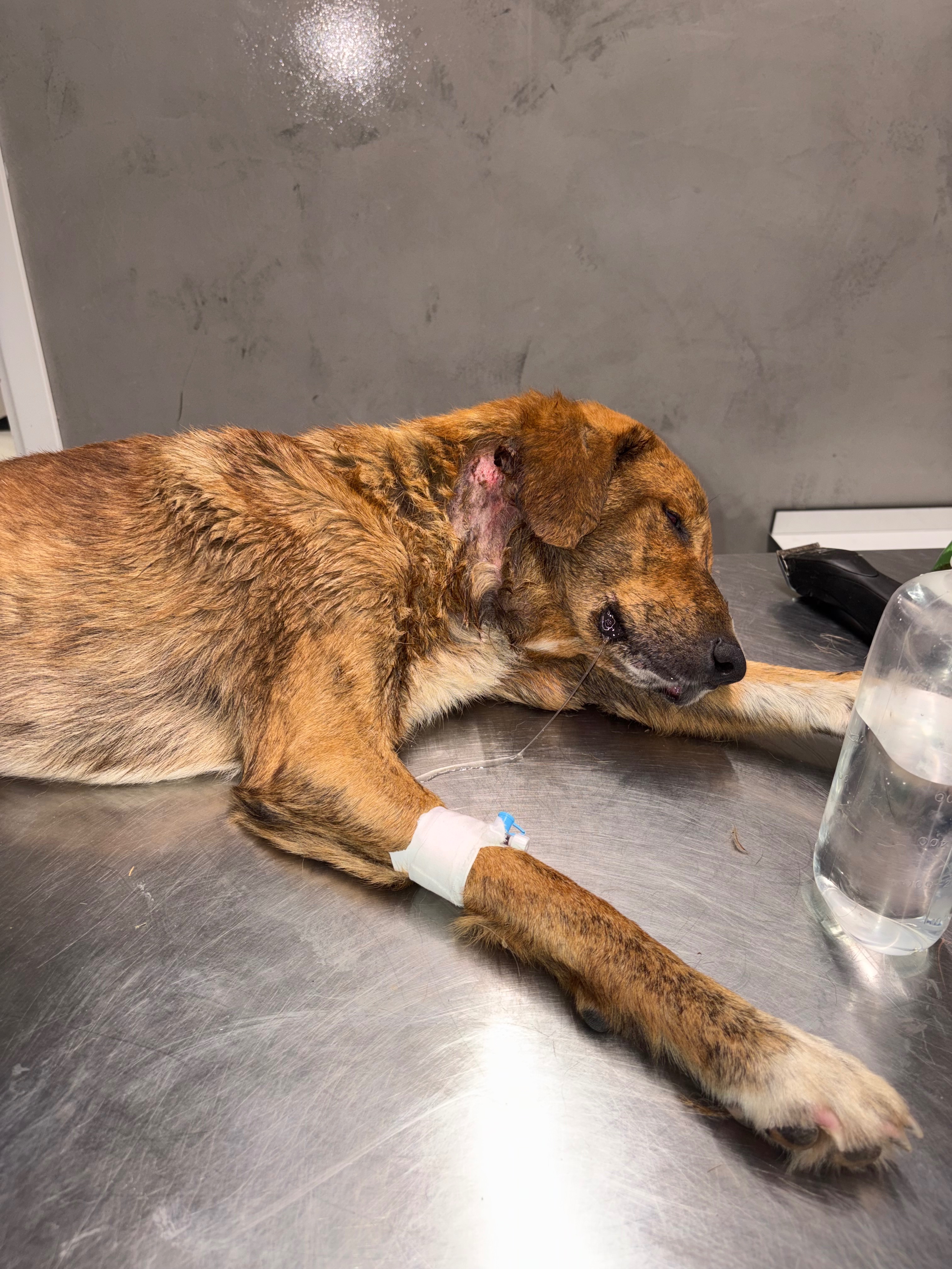 Kampagnen-Foto für Zwei Hunde kämpfen ums Leben – helft uns, sie zu retten!, 4 von 8