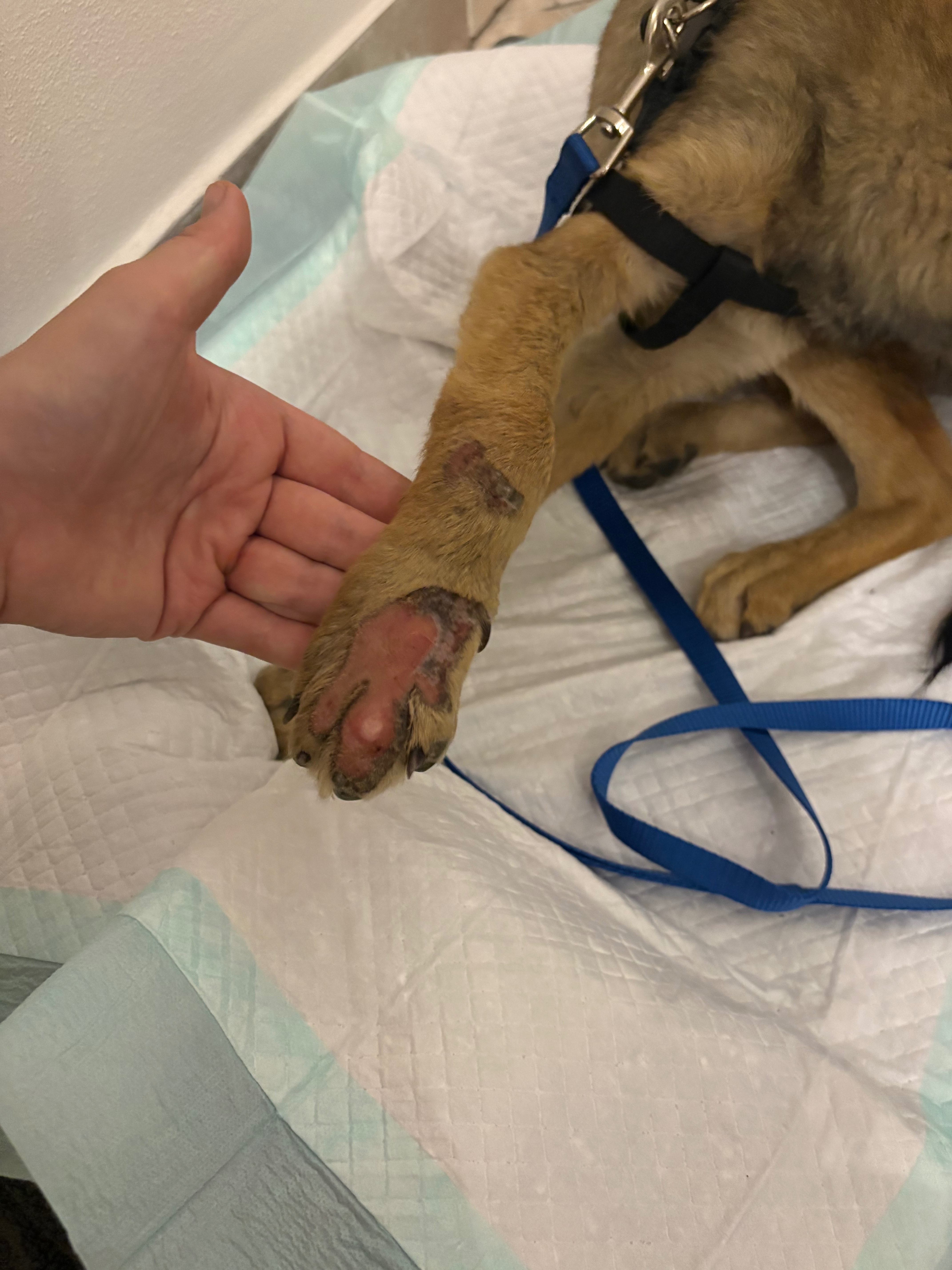 Kampagnen-Foto für Zwei Hunde kämpfen ums Leben – helft uns, sie zu retten!, 5 von 8