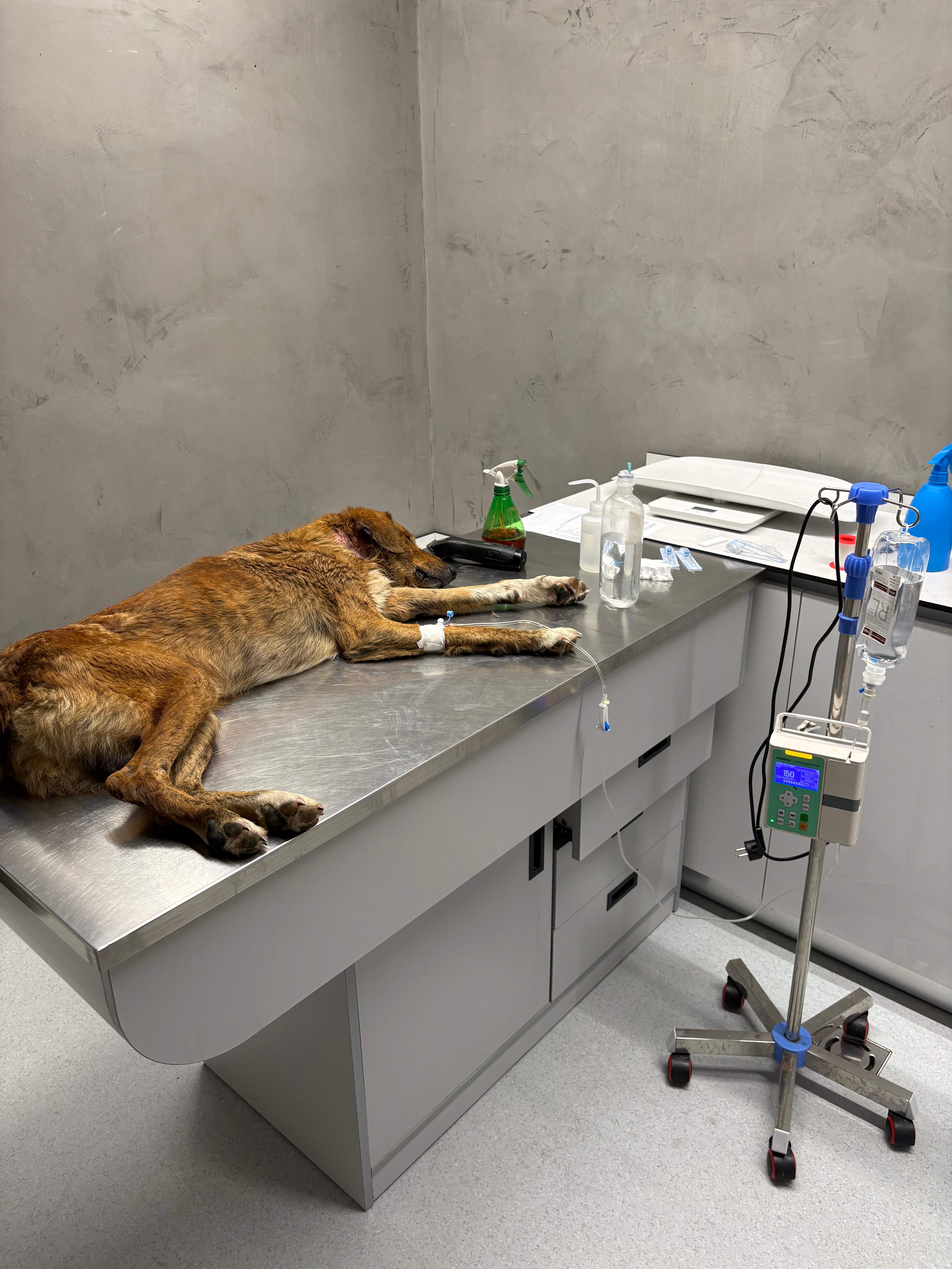 Kampagnen-Foto für Zwei Hunde kämpfen ums Leben – helft uns, sie zu retten!, 6 von 8