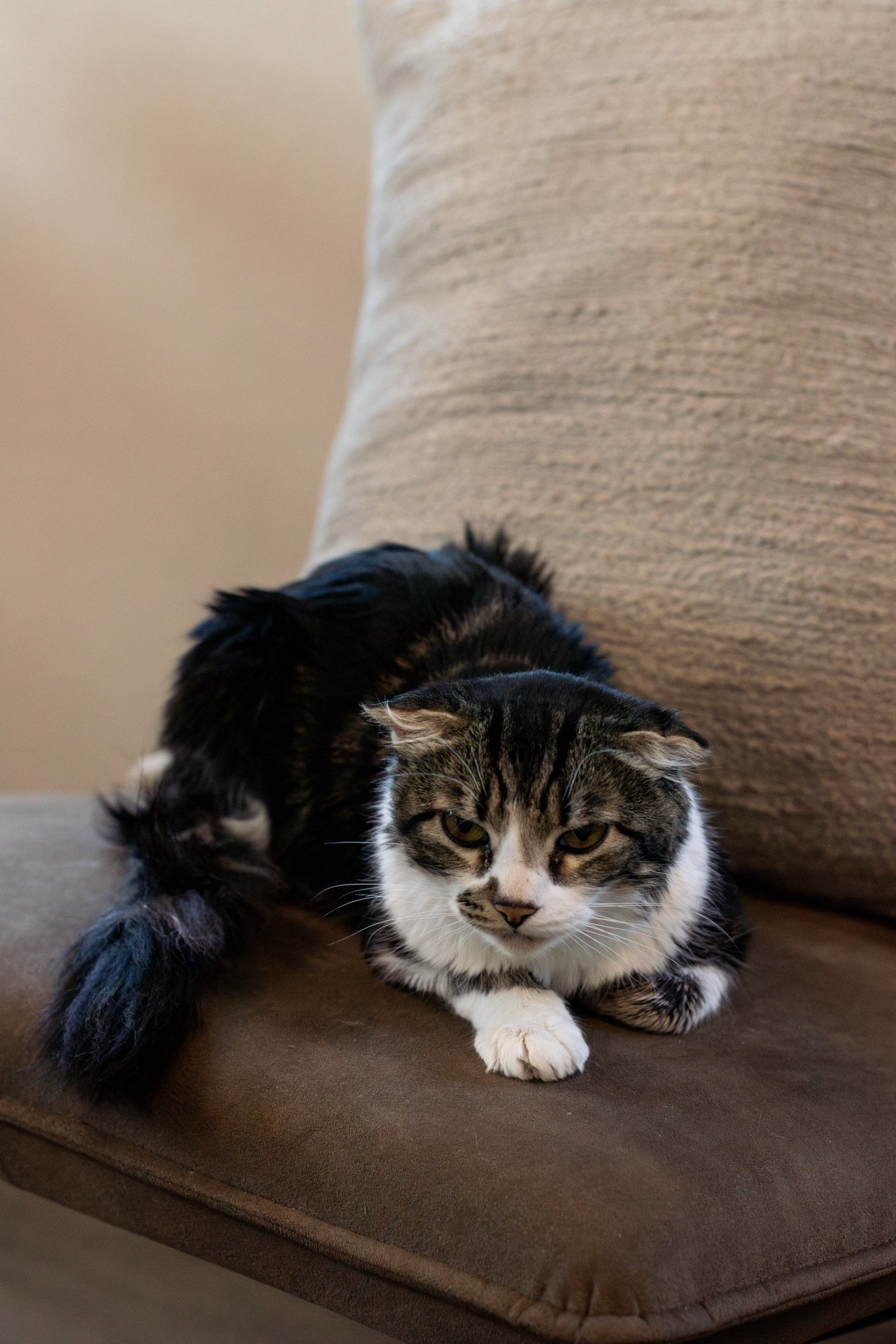 Help Bubba Get Ear Surgery campaign photo, 2 of 6