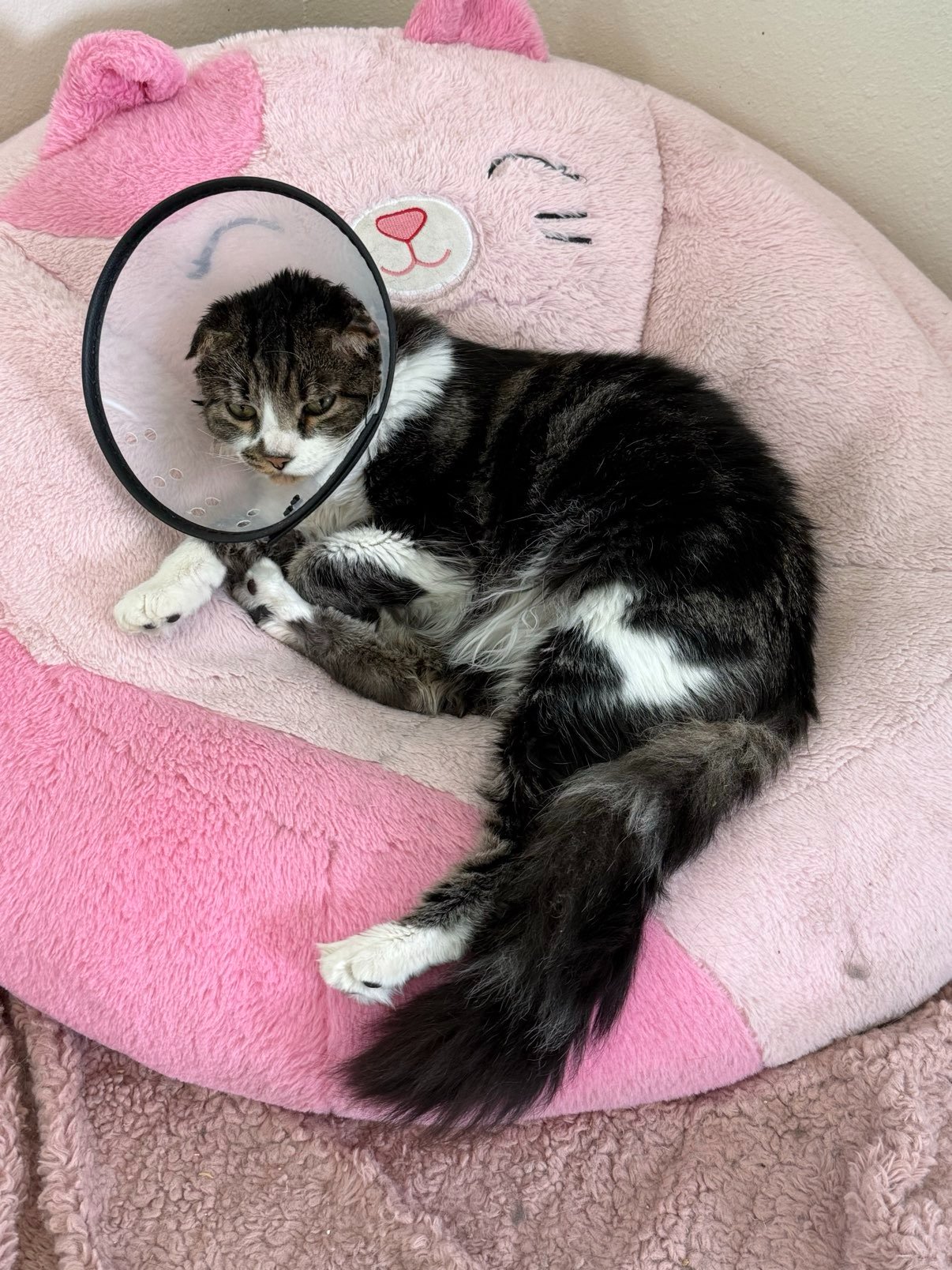 Help Bubba Get Ear Surgery campaign photo, 4 of 6