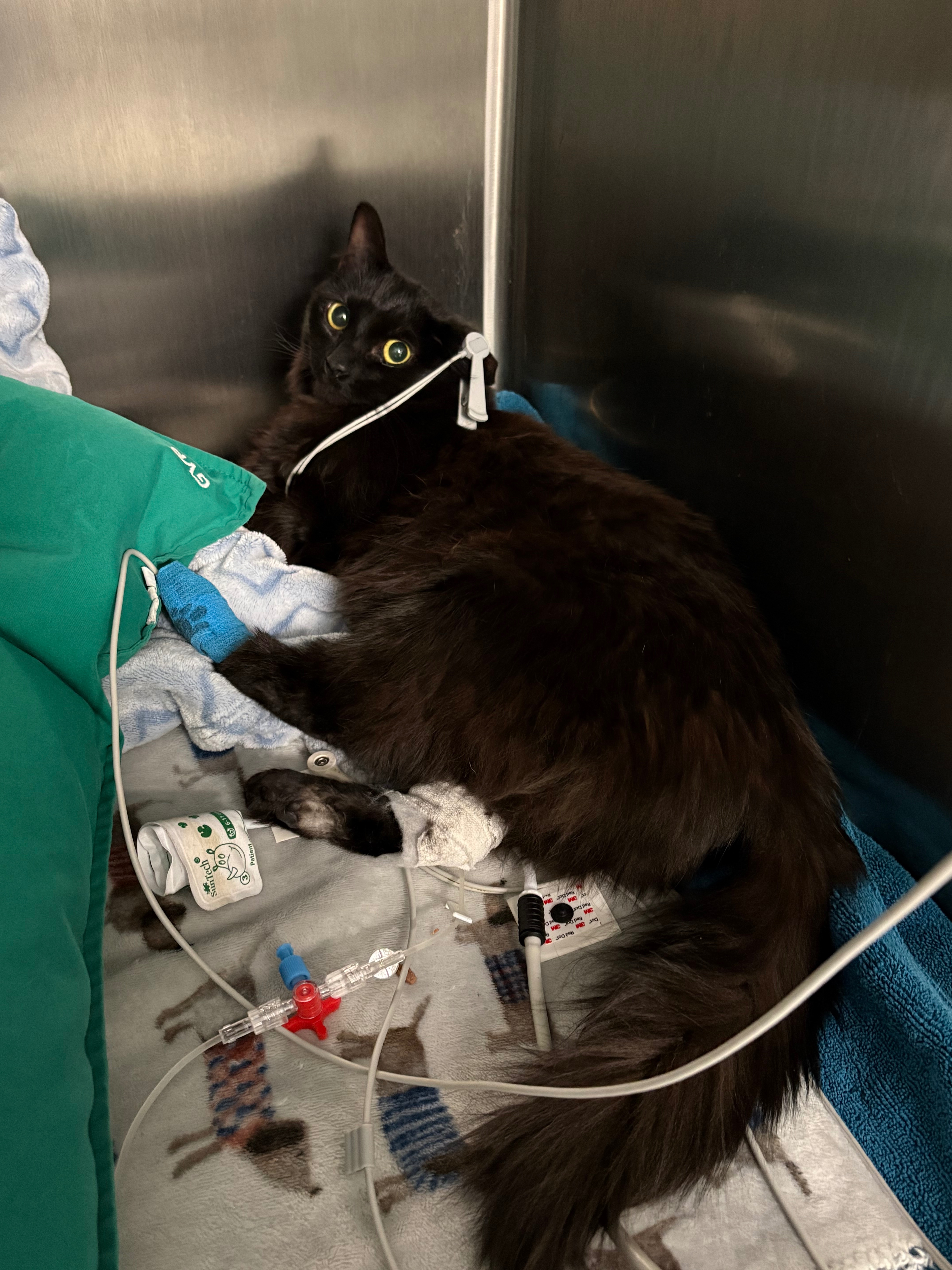 Save Newt’s Life campaign photo, 4 of 8