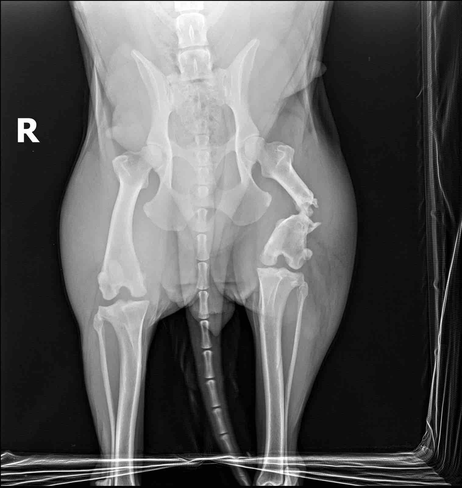 Save Mama Uno’s (Hasan from Devore) Leg from Amputation campaign photo, 4 of 13