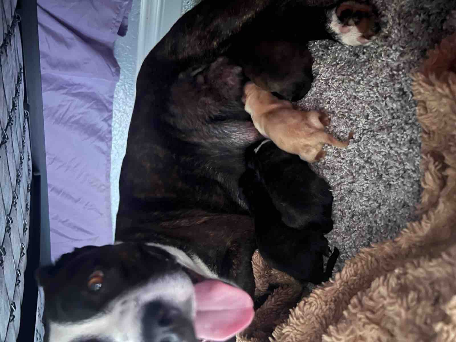 Save Mama Uno’s (Hasan from Devore) Leg from Amputation campaign photo, 5 of 13