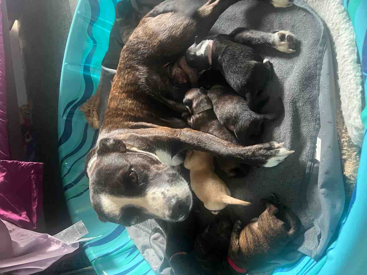 Save Mama Uno’s (Hasan from Devore) Leg from Amputation campaign photo, 6 of 13