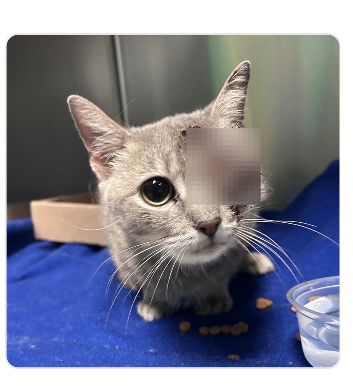 Punky Brewster needs emergency eye surgery campaign photo, 2 of 4