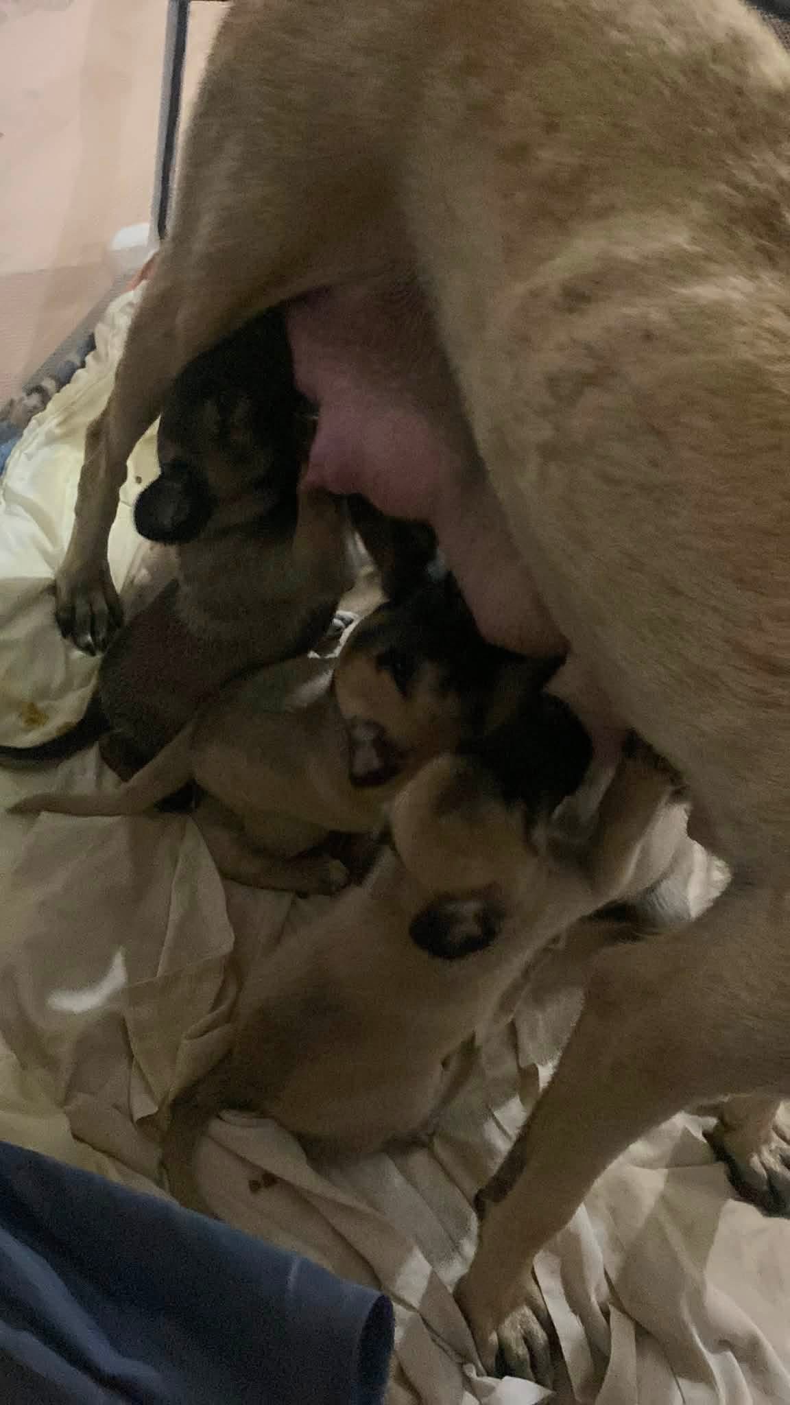 Help Rose SAVE the last puppies - please help campaign photo, 2 of 6