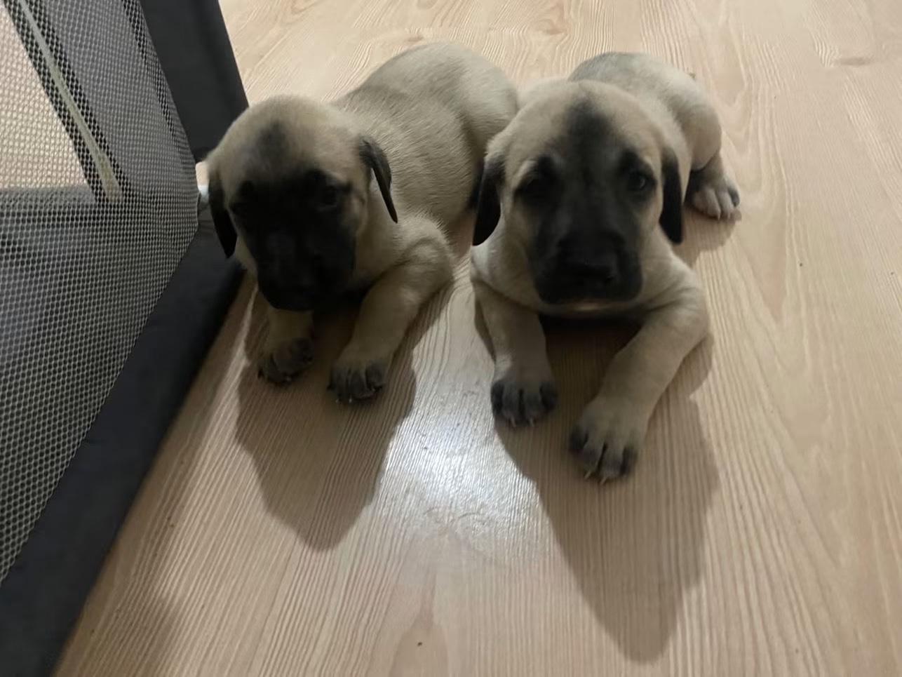Help Rose SAVE the last puppies - please help campaign photo, 5 of 6