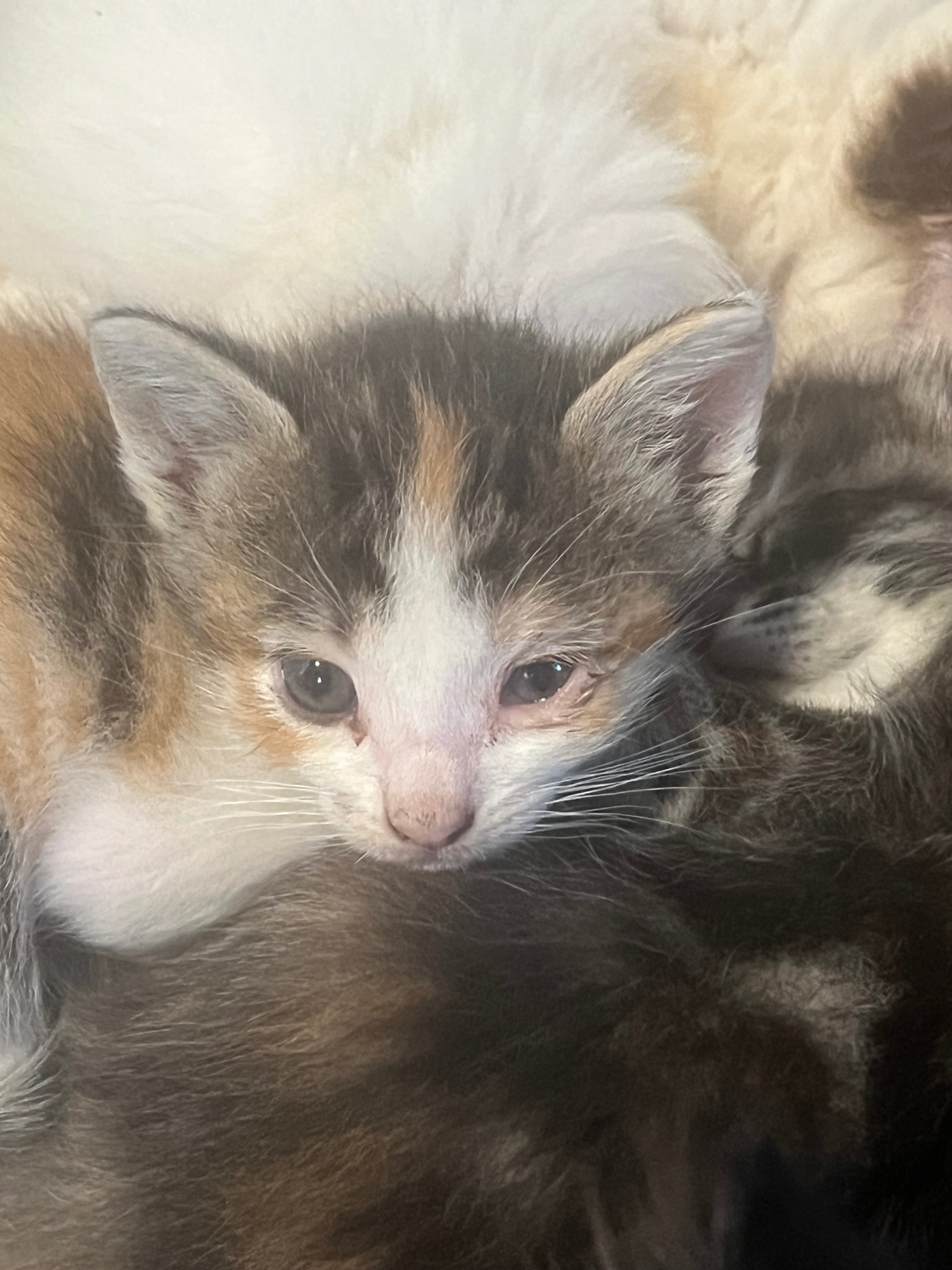 A Healthier Future for Captain Hook and the Rescue Cats campaign photo, 5 of 6