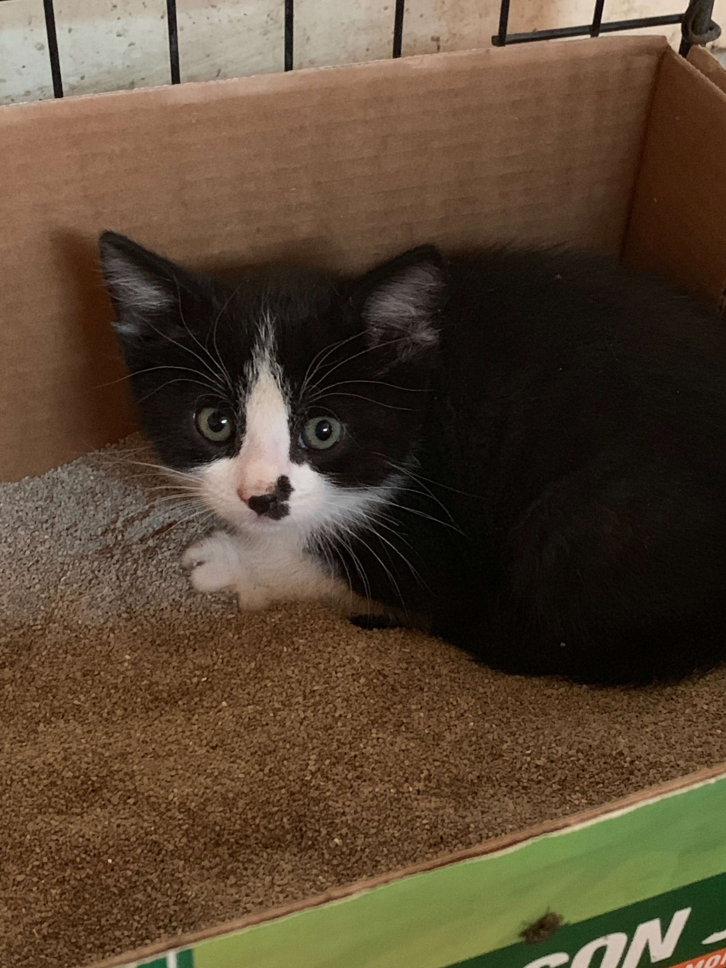 A Healthier Future for Captain Hook and the Rescue Cats campaign photo, 4 of 6