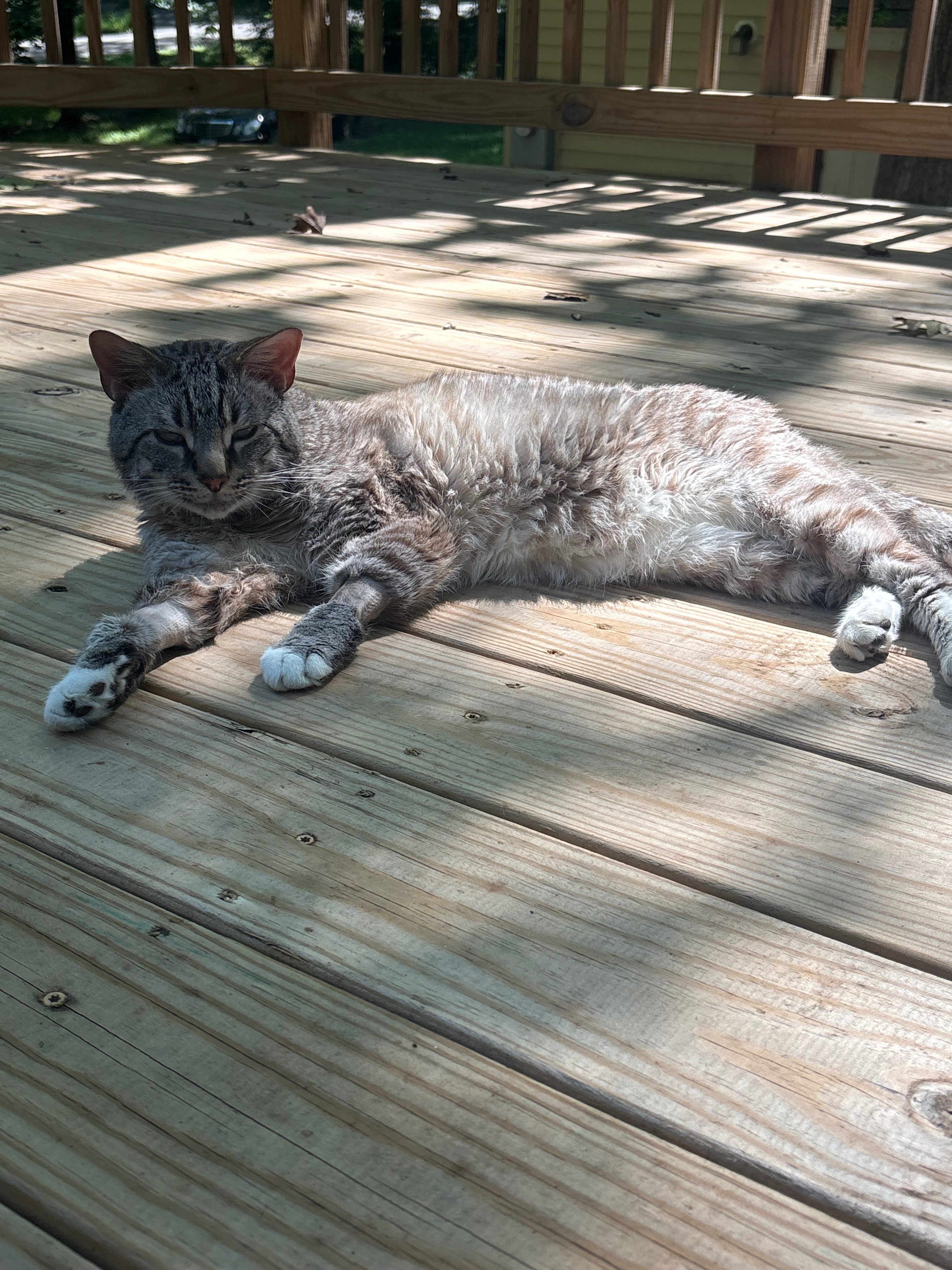 Please donate to help cover Spencer’s FLUTD vet bills campaign photo, 7 of 8