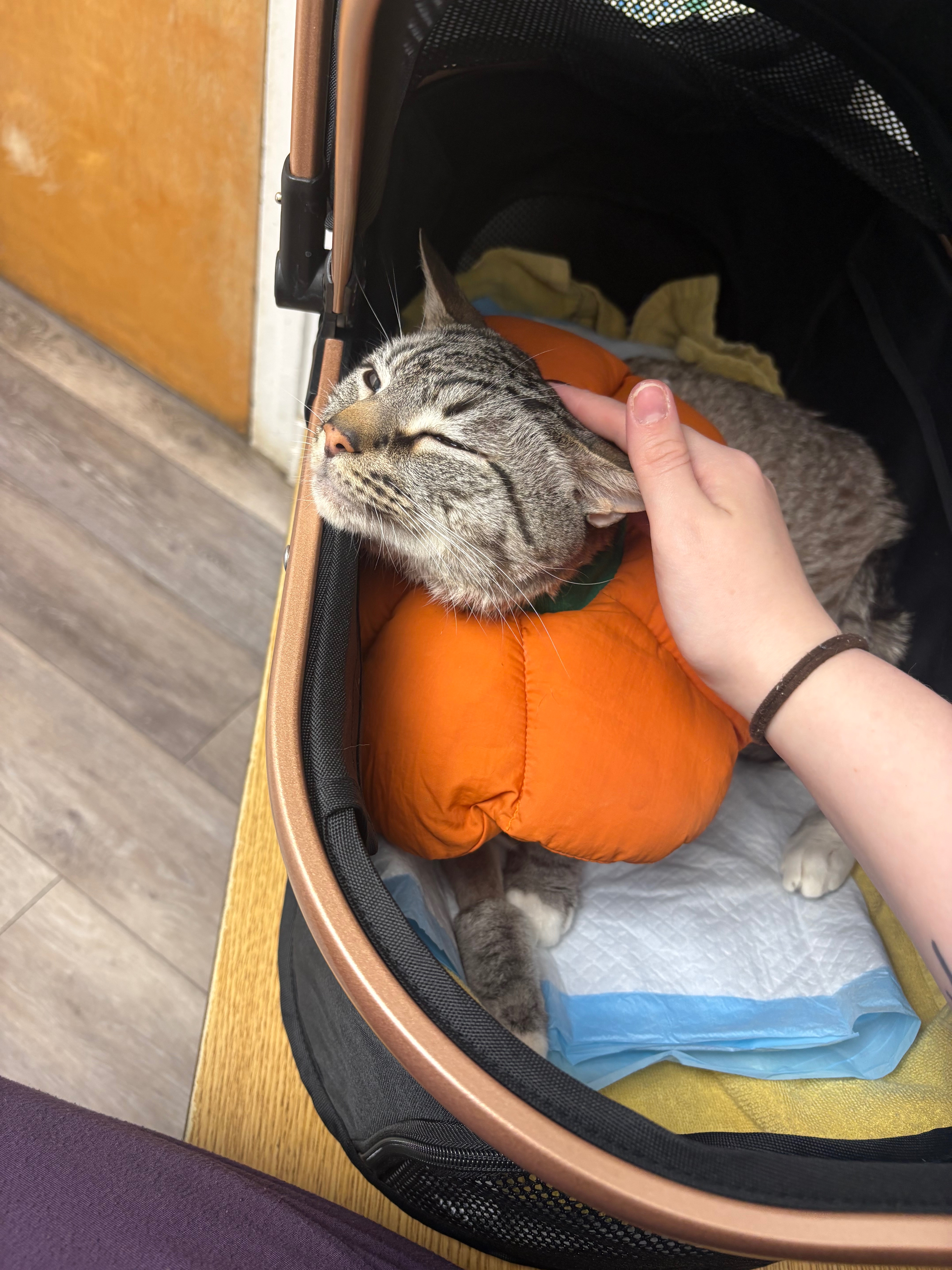 Please donate to help cover Spencer’s FLUTD vet bills campaign photo, 2 of 8