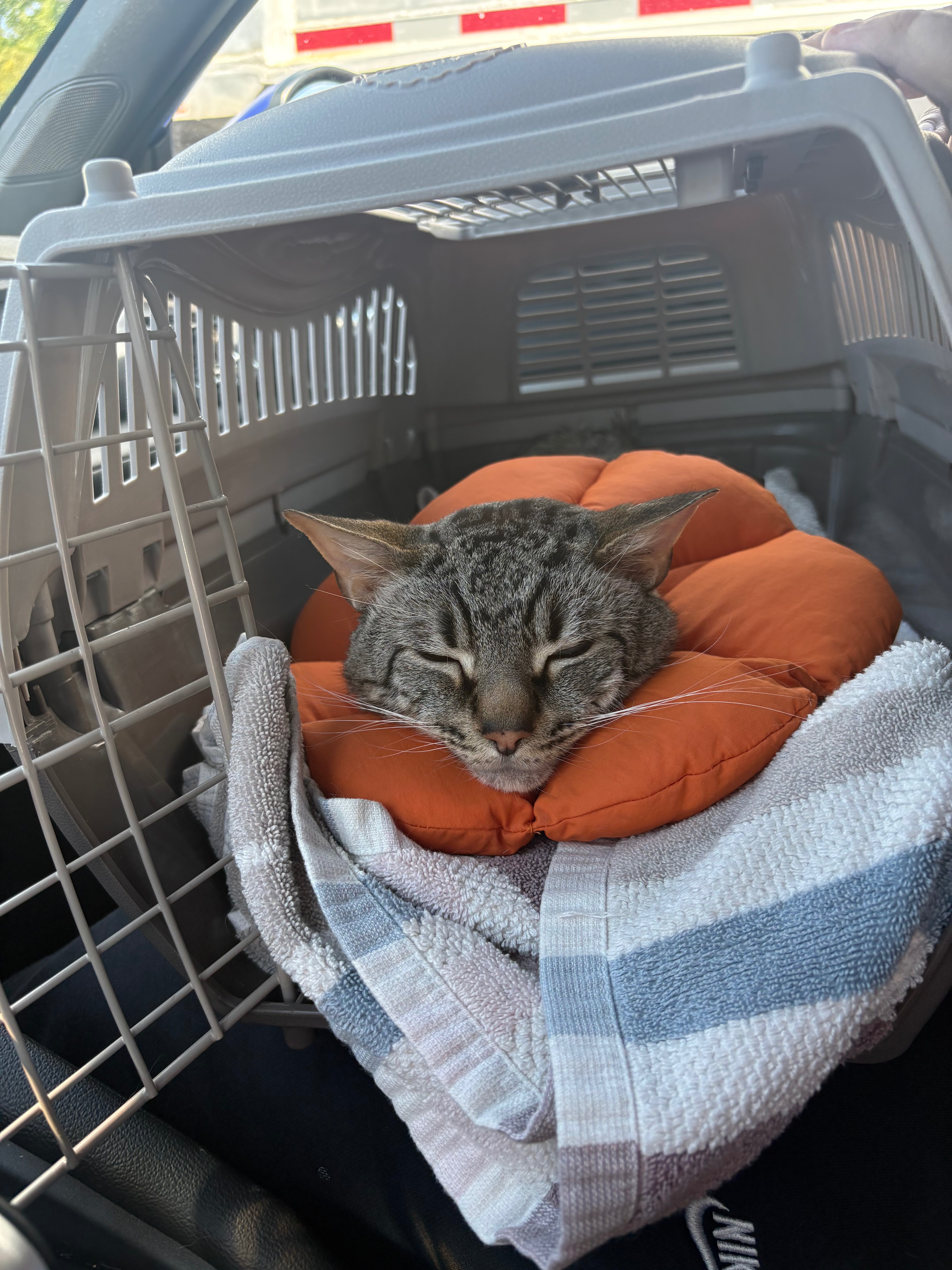 Please donate to help cover Spencer’s FLUTD vet bills campaign photo, 4 of 8