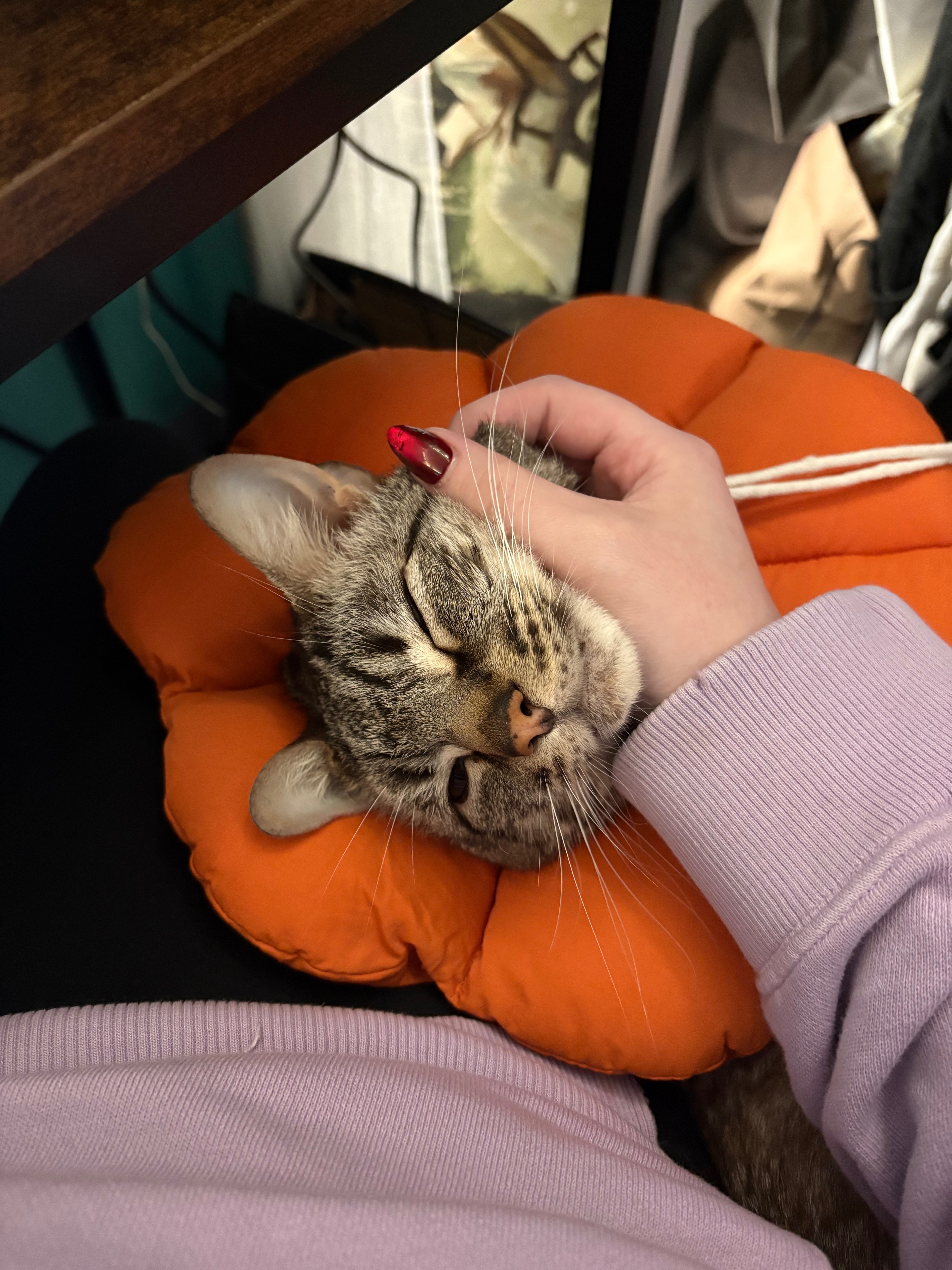 Please donate to help cover Spencer’s FLUTD vet bills campaign photo, 5 of 8