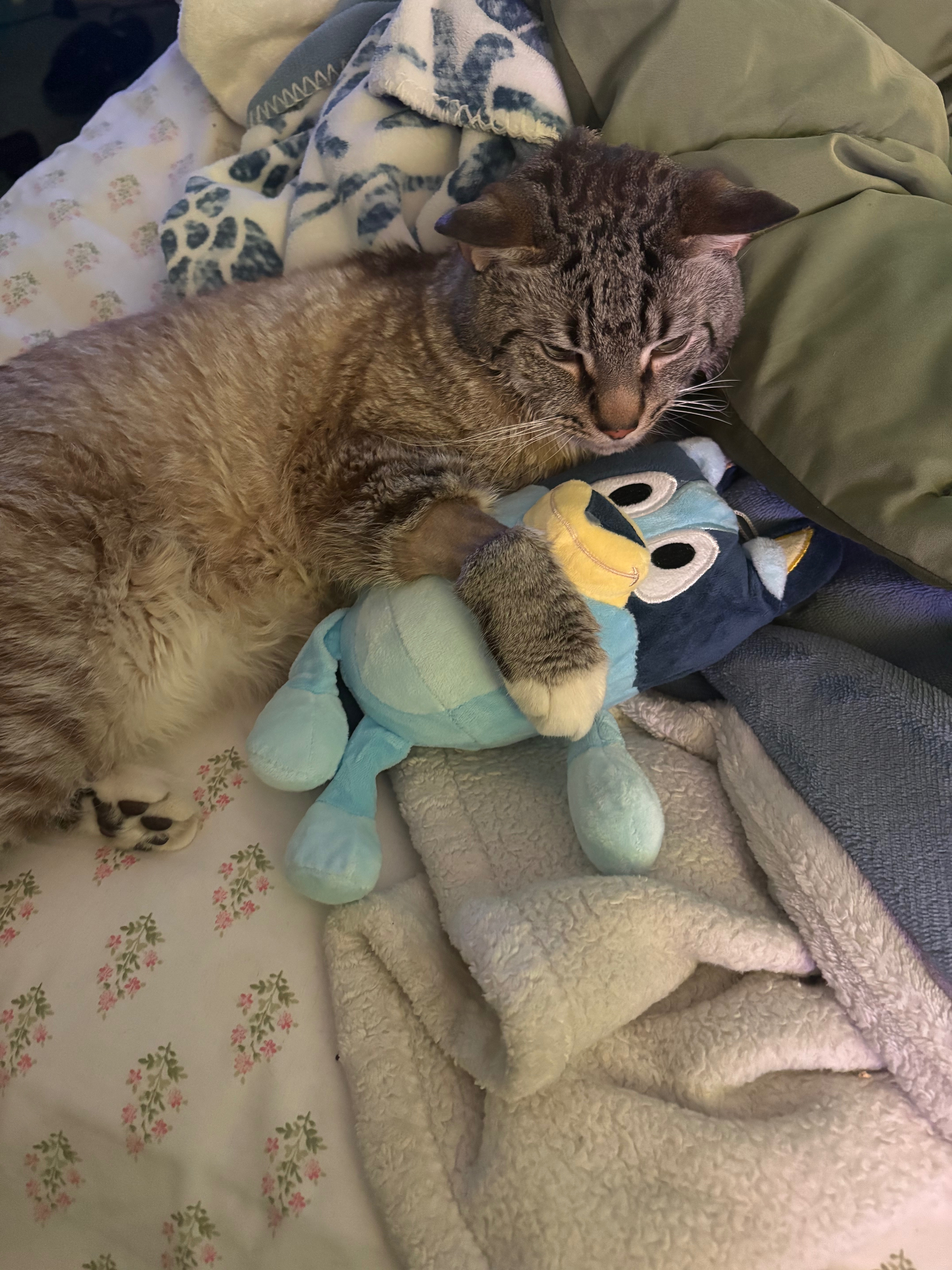 Please donate to help cover Spencer’s FLUTD vet bills campaign photo, 6 of 8