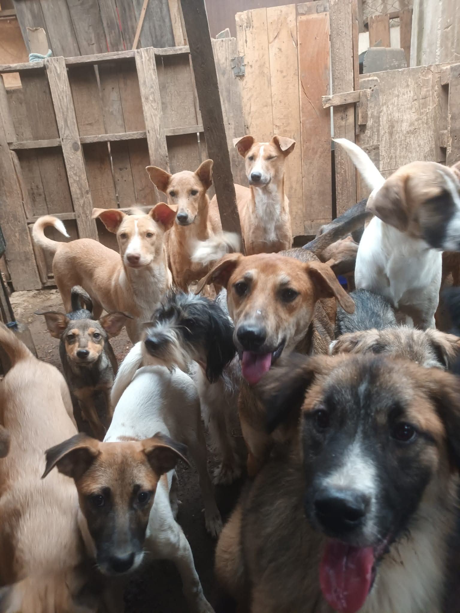 Help us to buy a rescue van for HAPA Guatemala! campaign photo, 7 of 8