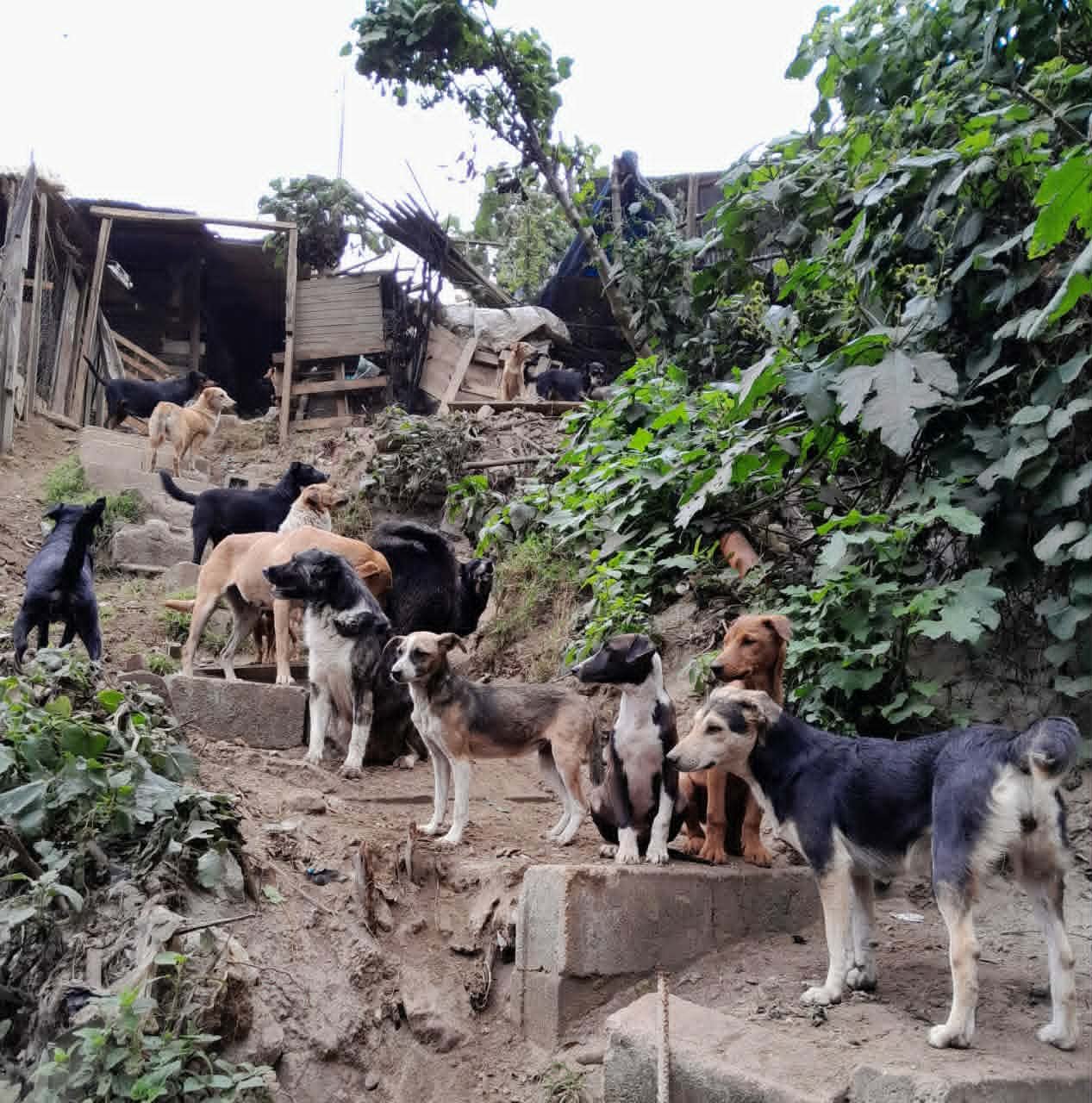 Help us to buy a rescue van for HAPA Guatemala! campaign photo, 6 of 8
