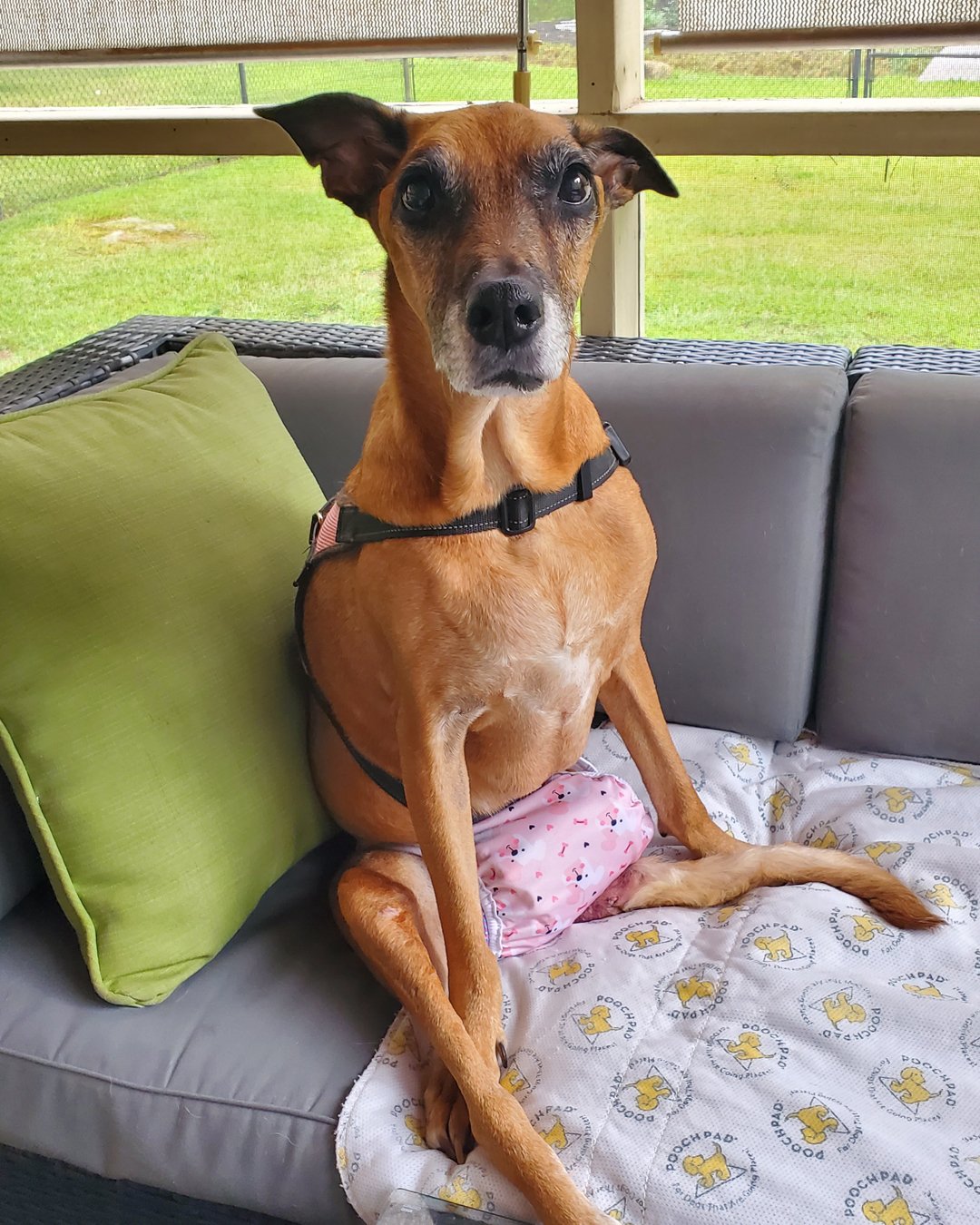 Help Benelli Keep Living campaign photo, 4 of 8