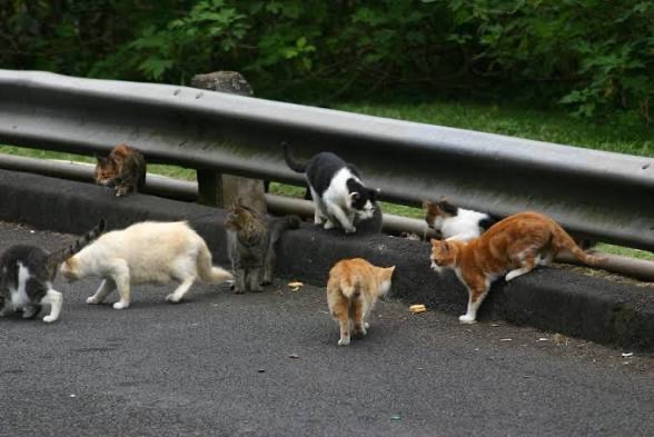 Help Oakdale Feral Cats campaign photo, 5 of 6