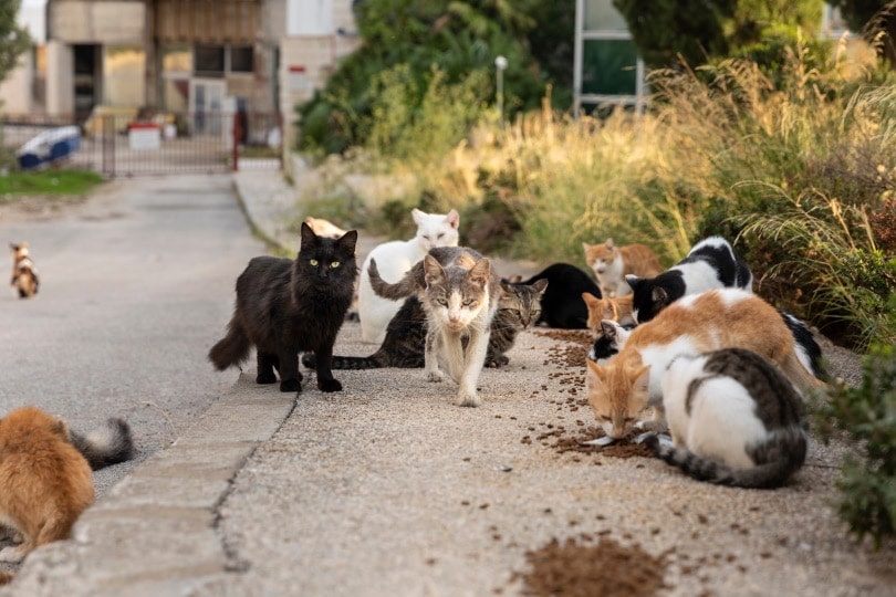 Help Oakdale Feral Cats campaign photo, 2 of 6