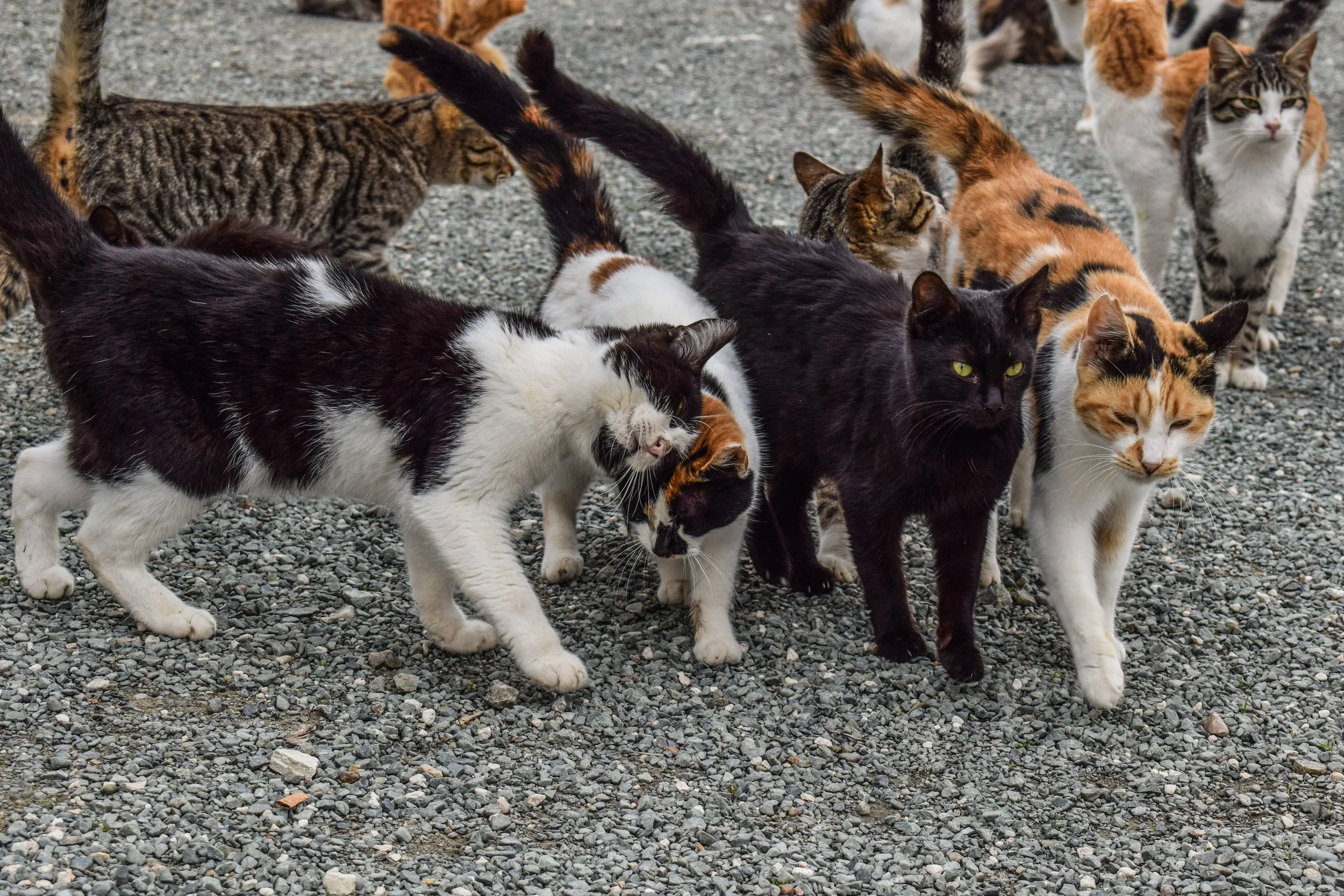 Help Oakdale Feral Cats campaign photo, 4 of 6