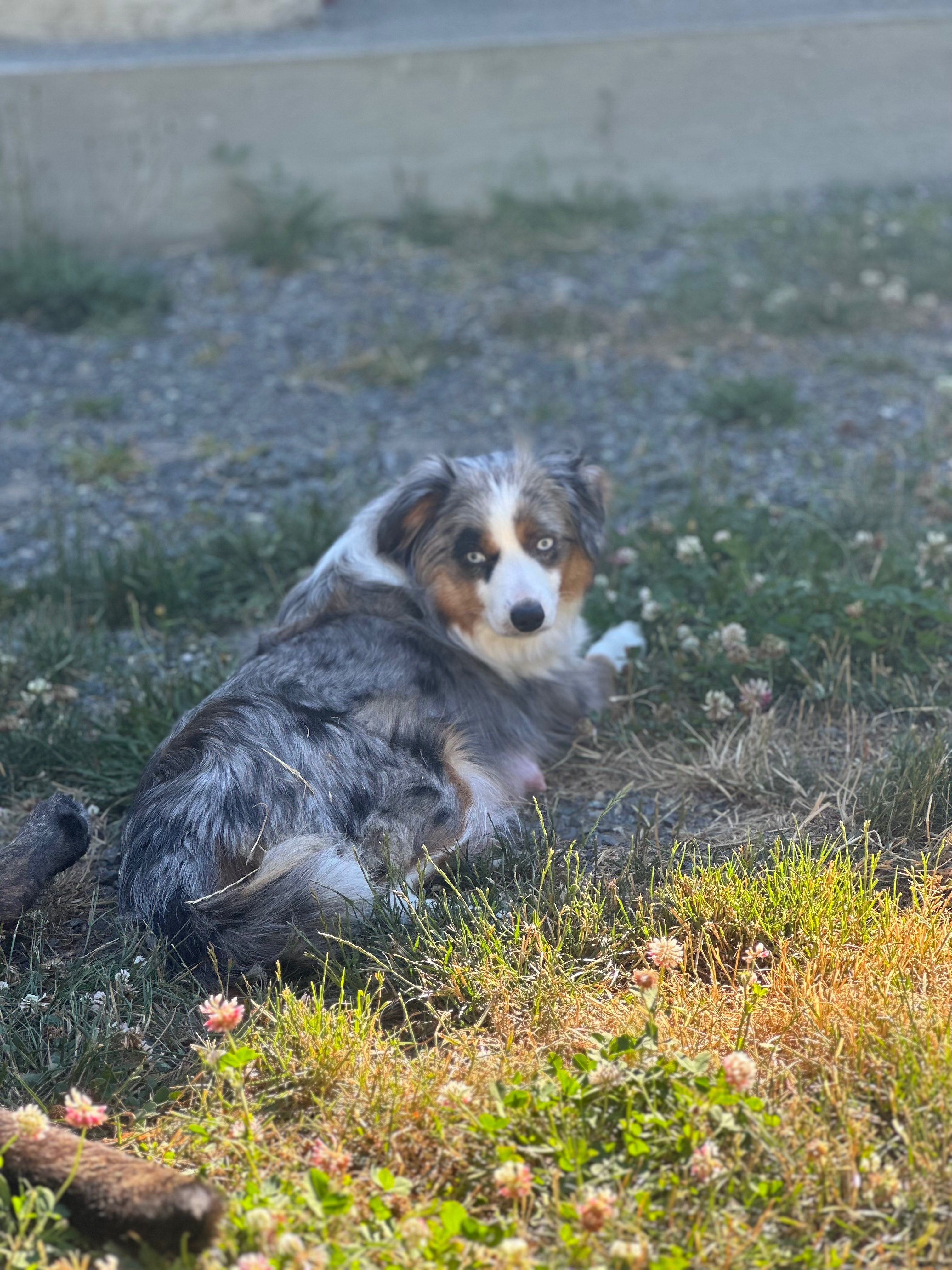 Please help us give Astra a fighting chance campaign photo, 4 of 8