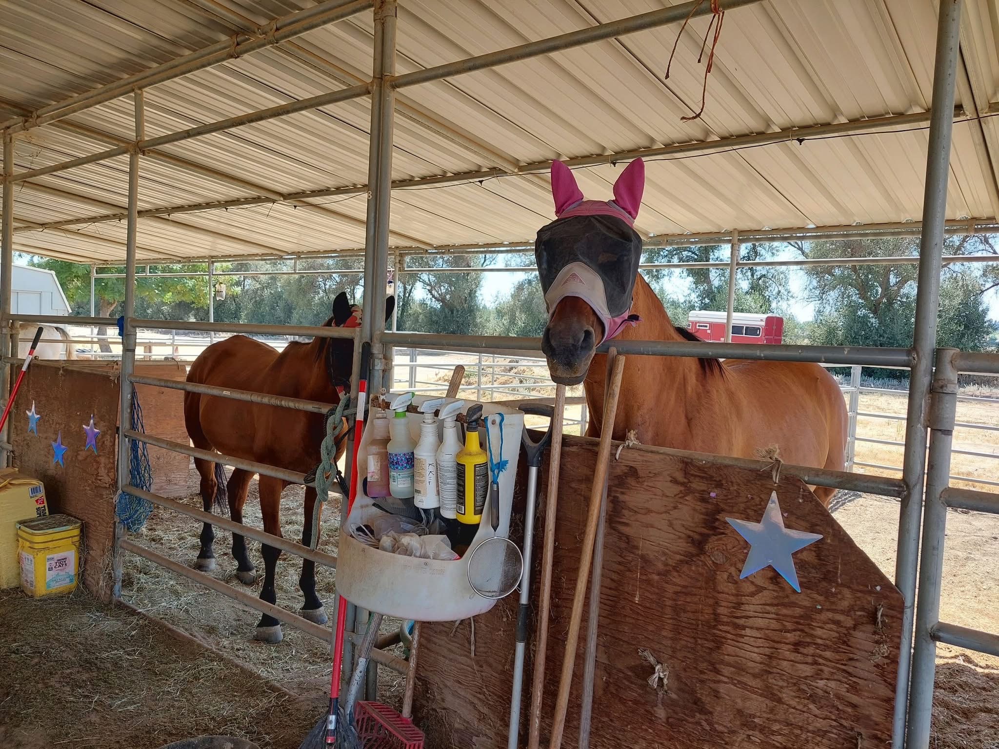 Help My Parents Recover After Ranch Theft campaign photo, 6 of 8